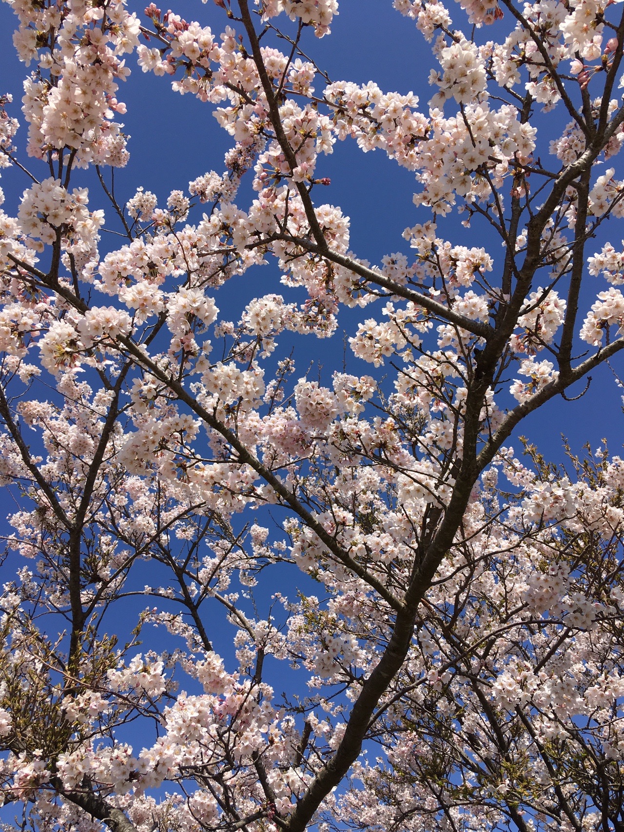 大平山 防府市 桜すごい 04 04 S Y さんの大平山 防府市 矢筈岳の活動データ Yamap ヤマップ