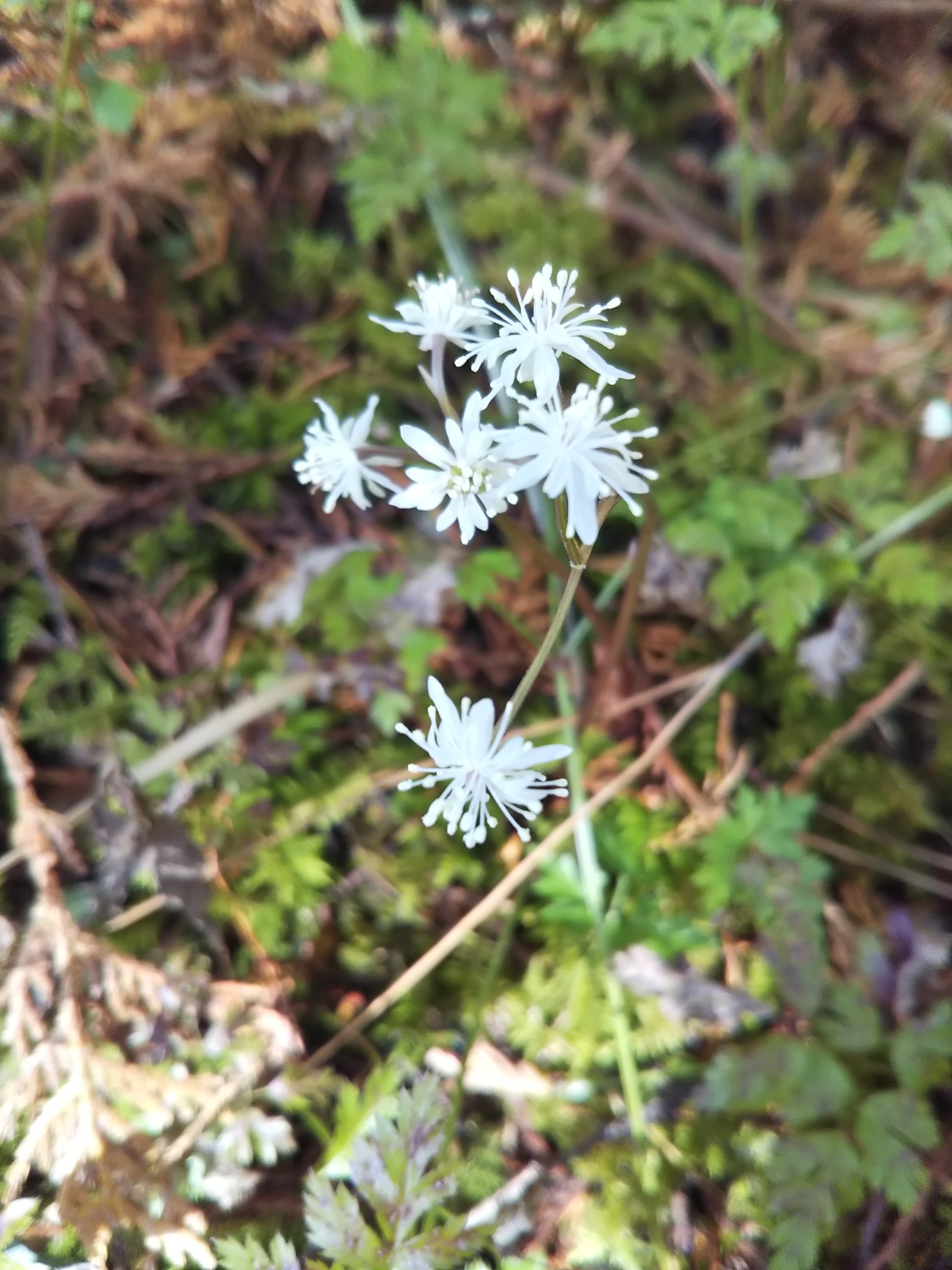 セリバオーレン ユキワリイチゲ開花の確認19 02 25 いっちゃんさんの皿ヶ嶺 梅ヶ谷山 うなめごの活動データ Yamap ヤマップ