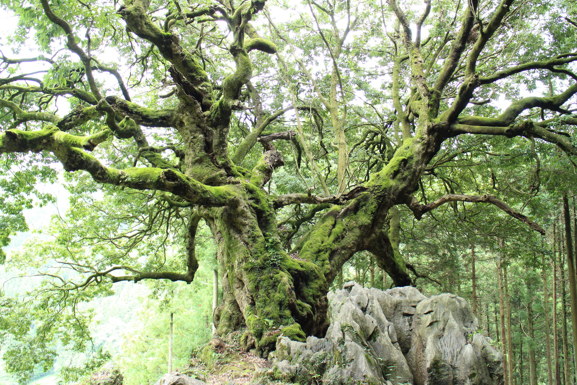 武蔵五日市駅から歩くあじさい山とホタル観賞 Kiyoさんのハセツネcup 日本山岳耐久レース 71 5kmコース の活動日記 Yamap ヤマップ