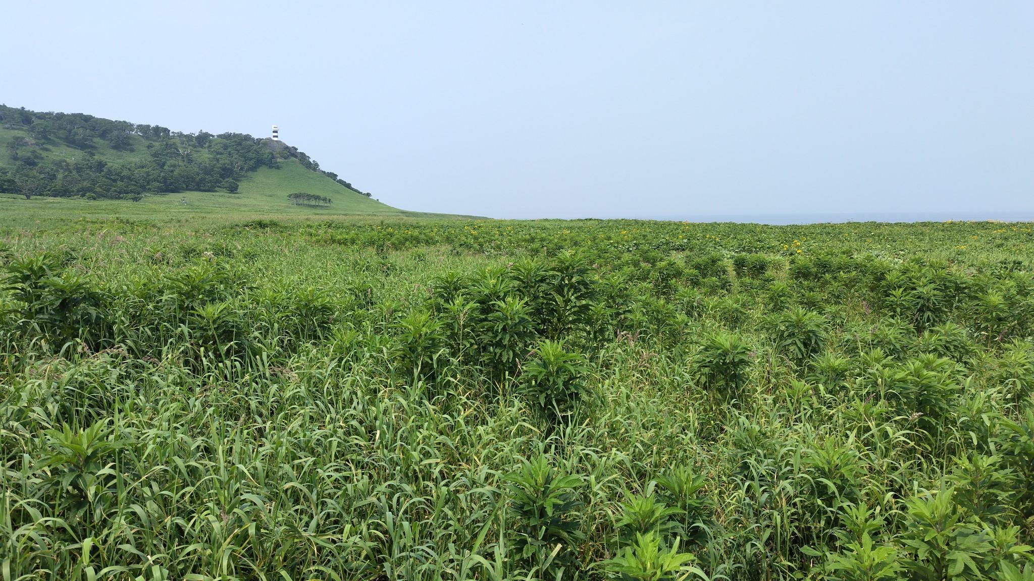 写真ではわかりにくいですが、黄色い花がちらほらと咲いてます。
最盛期にはここが黄色い花で一面おおわれるそうです。
