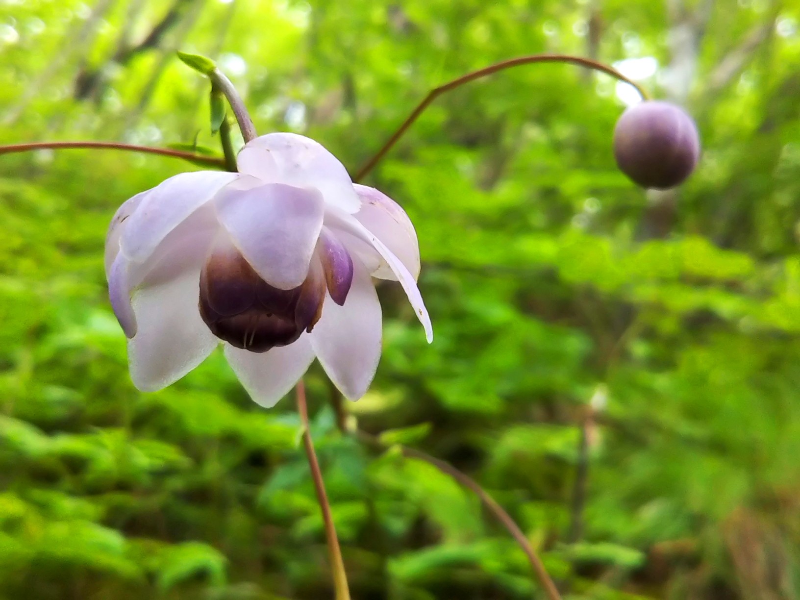 レンゲショウマ 相馬山 へ はんぽさんの榛名山 天狗山 天目山の活動データ Yamap ヤマップ