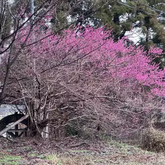 水車小屋の梅が綺麗