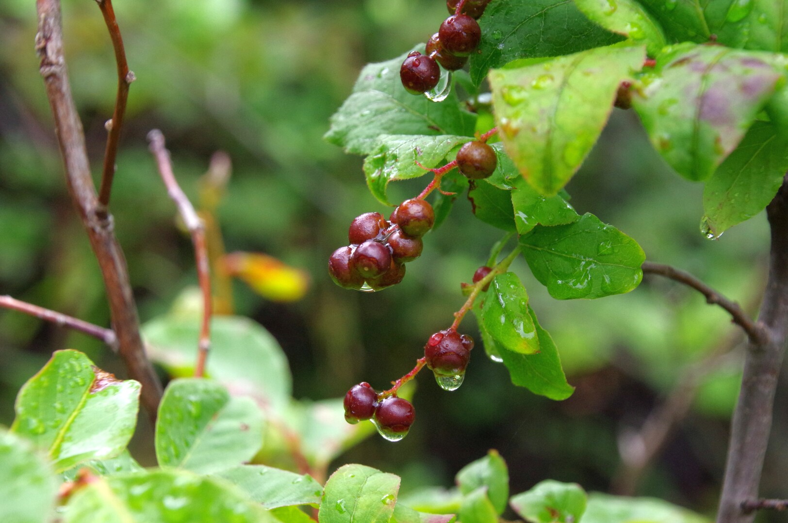 雨の雨山 雨山の写真15枚目 ナツハゼ ツツジ科スノキ属 に 褐色の実 Yamap ヤマップ
