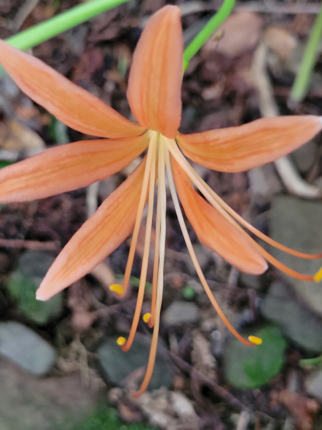 鰐ch – ワニ 種類 一覧 – TUQNOO