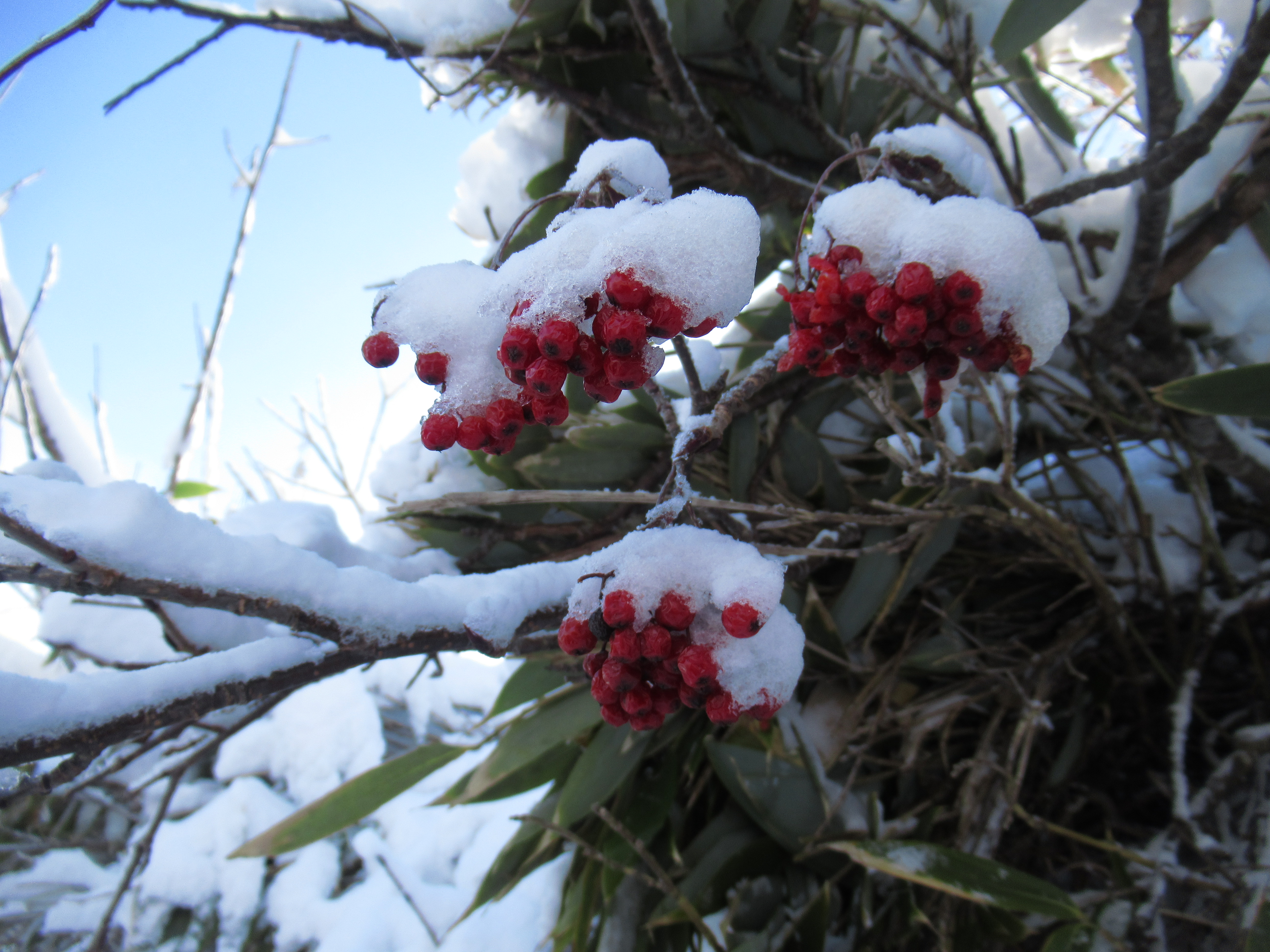 くろがね小屋往復 みどりさんの安達太良山 箕輪山 鬼面山の活動日記 Yamap ヤマップ