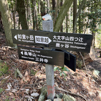 大文字山・如意ヶ嶽・稲荷山 大文字からの如意越えコースと合流。