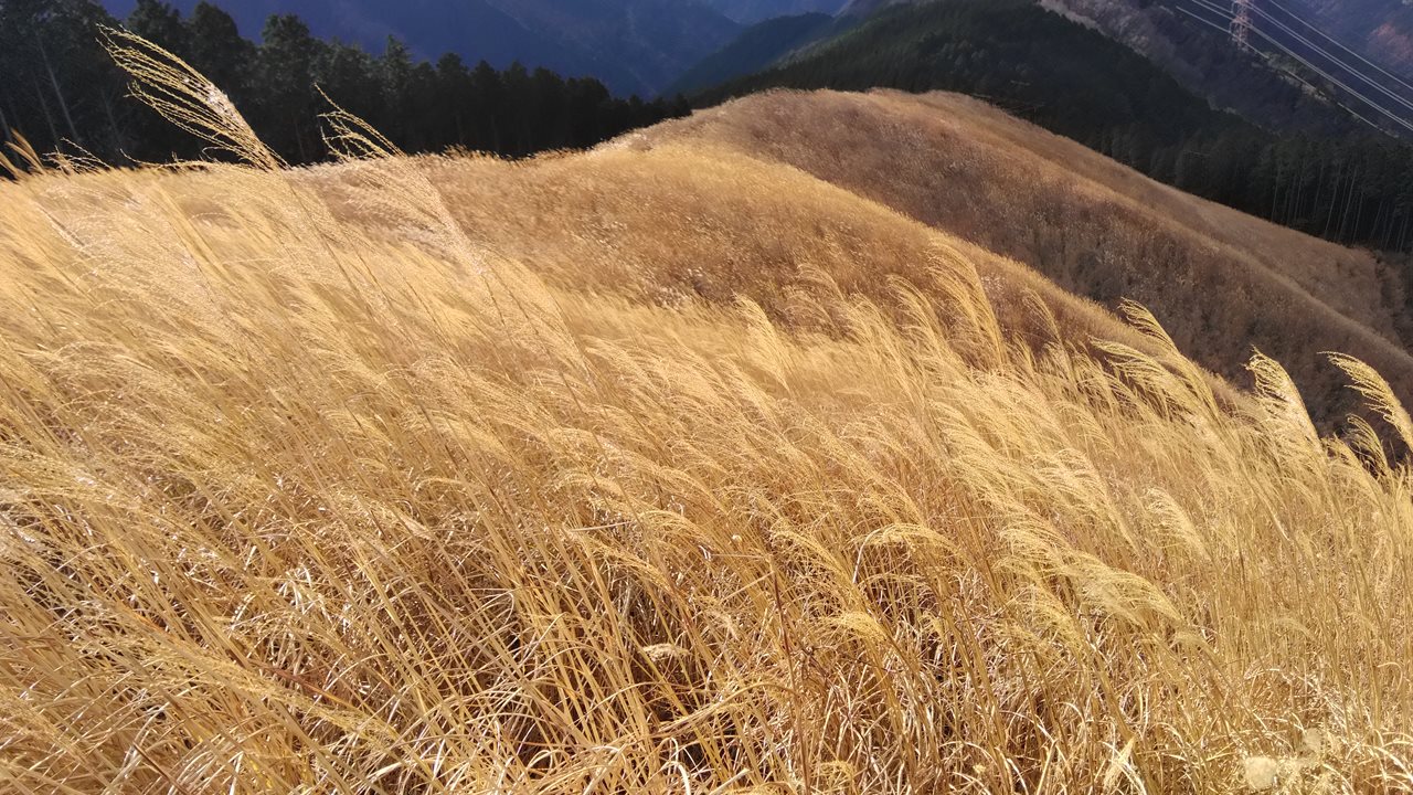 冬のススキ原の岩湧山 しばっちさんの岩湧山 一徳防山 三石山の活動データ Yamap ヤマップ