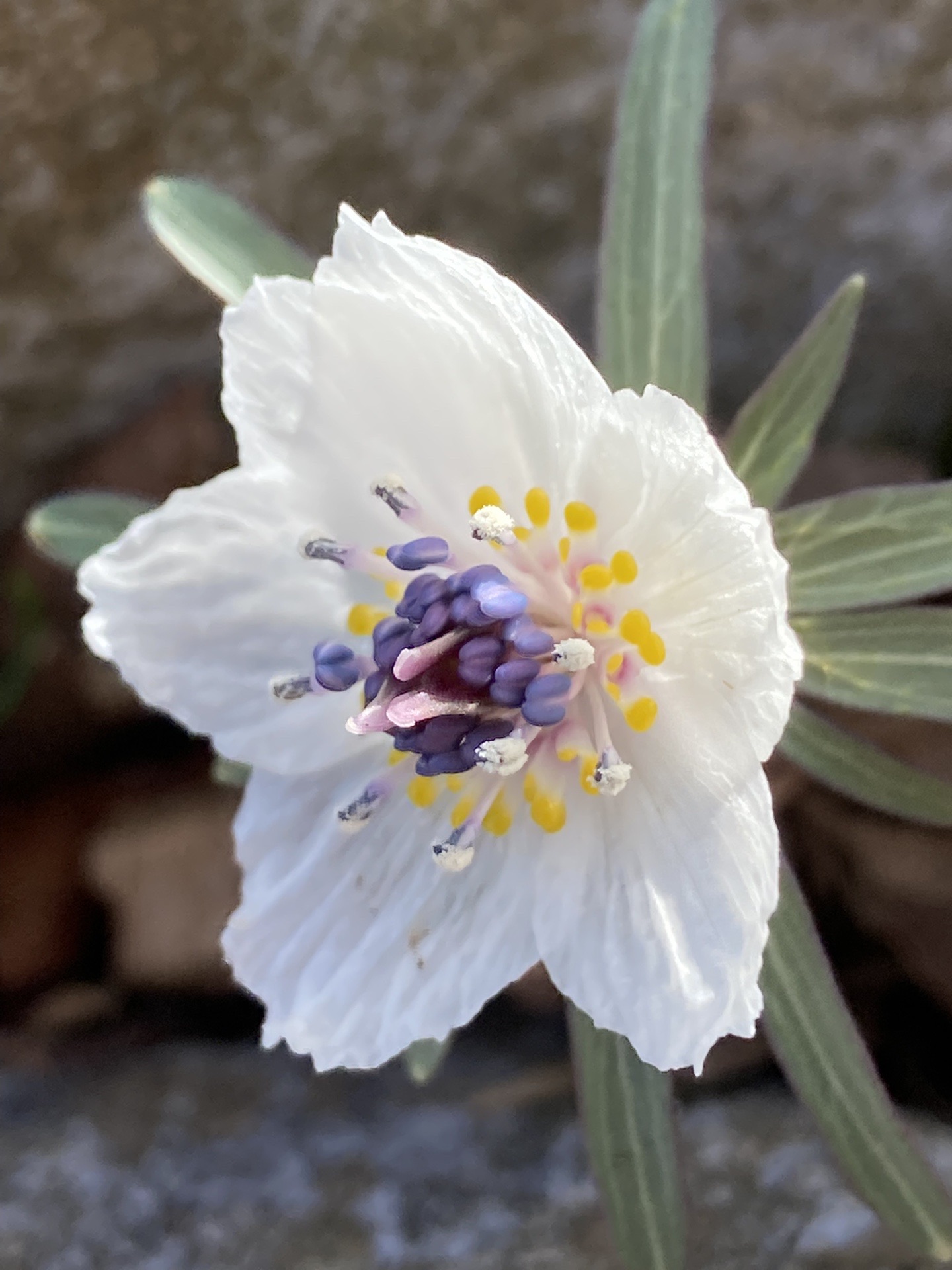 早春の藤原岳 花の宝庫 孫太尾根から ジュンジュンさんの藤原岳 御池岳の活動日記 Yamap ヤマップ