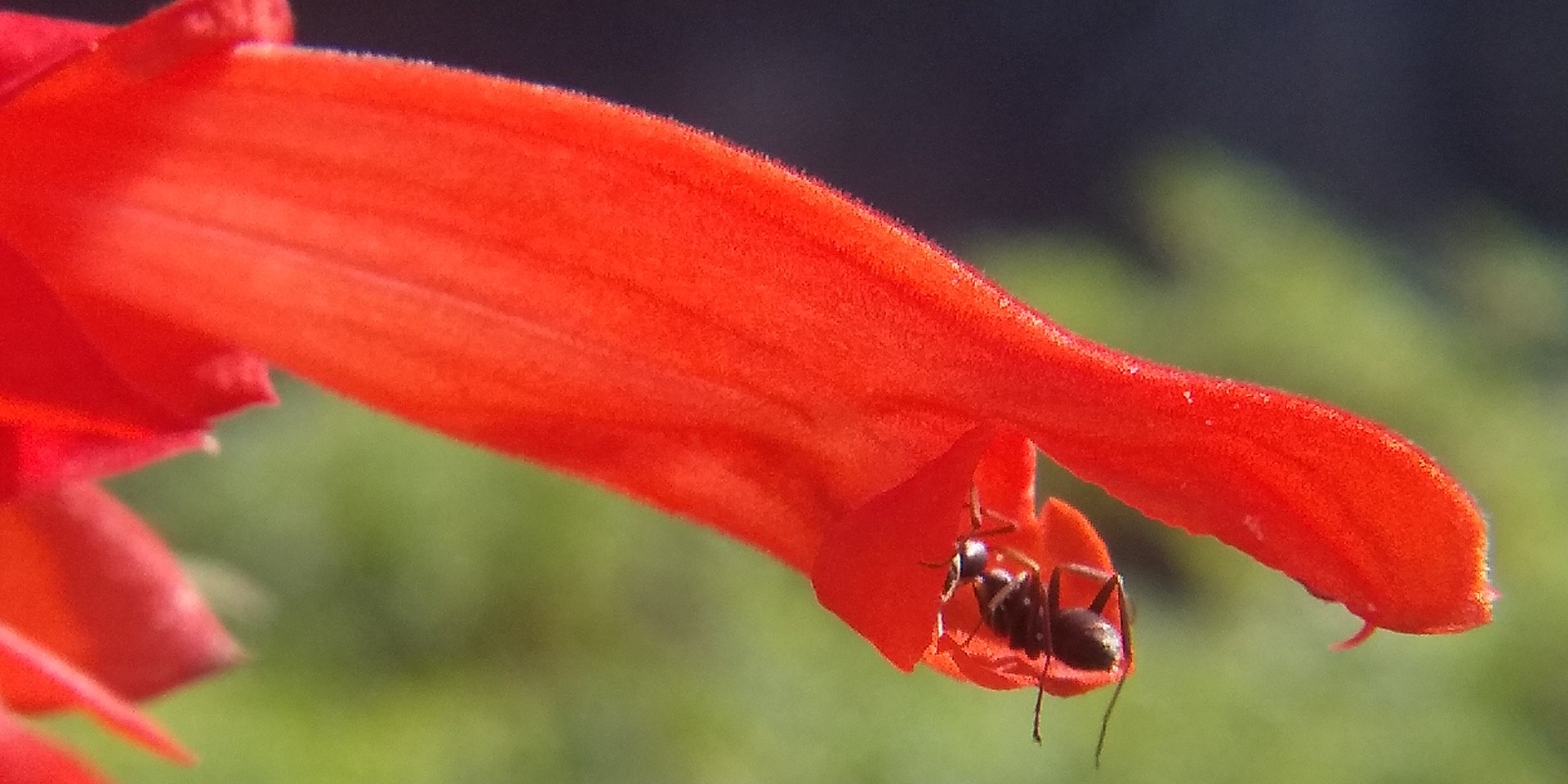 サルビアの蜜を吸いに近くの公園に行ったら ゆうこさんのモーメント Yamap ヤマップ