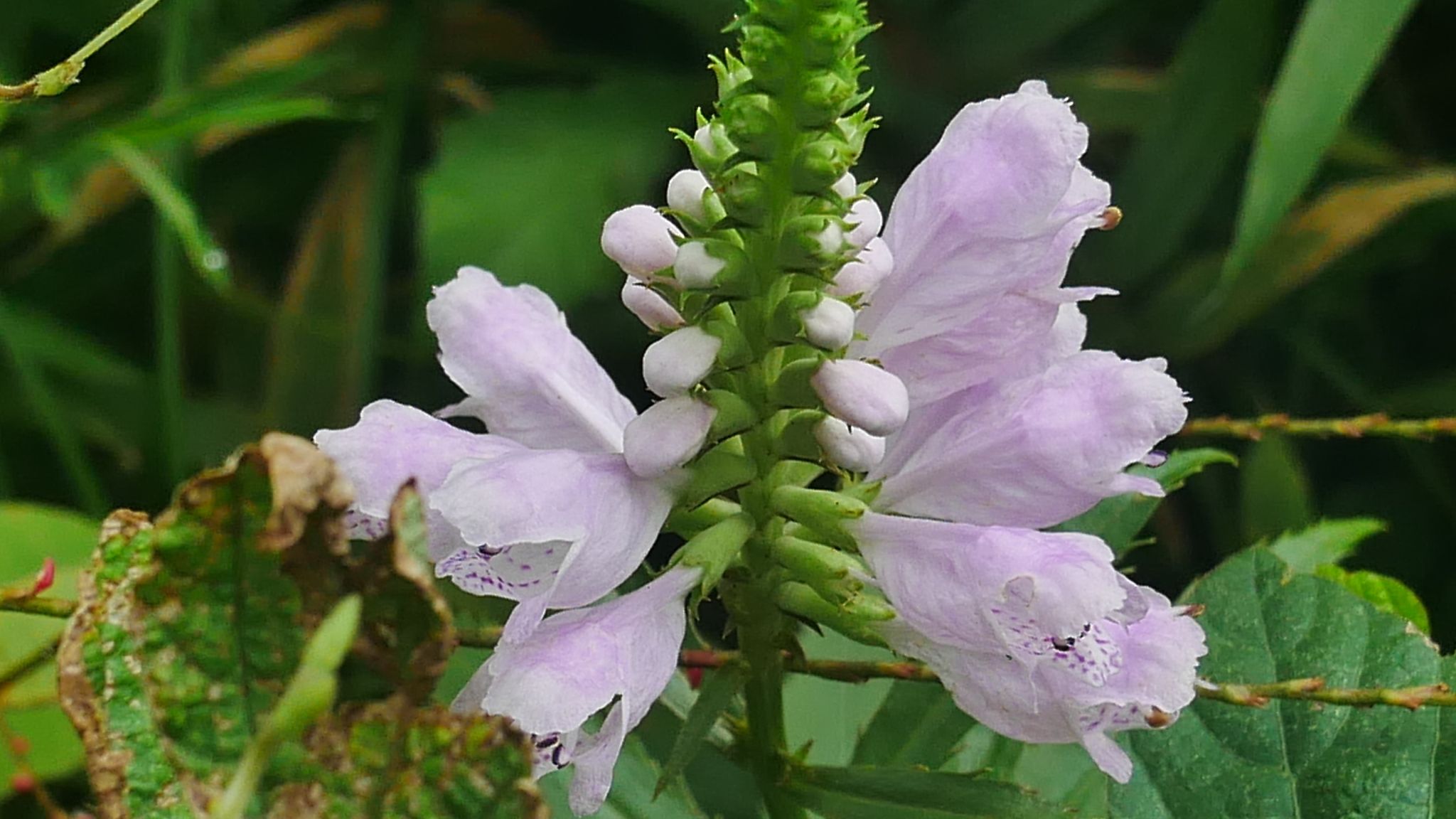 サガミラン 神代植物公園 09 13 れおまるさんのウォーキングの活動日記 Yamap ヤマップ
