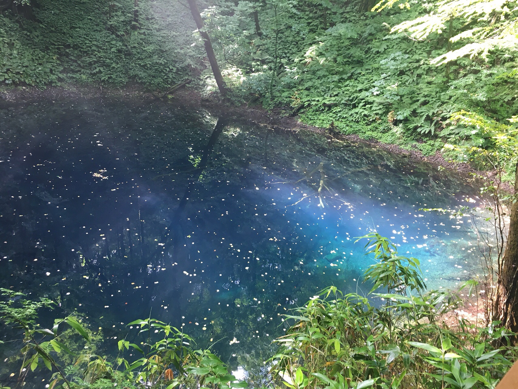 白神山地 青池 日本キャニオン2020 08 10 Y さんの白神岳 蟶山 大峰岳の活動データ Yamap ヤマップ