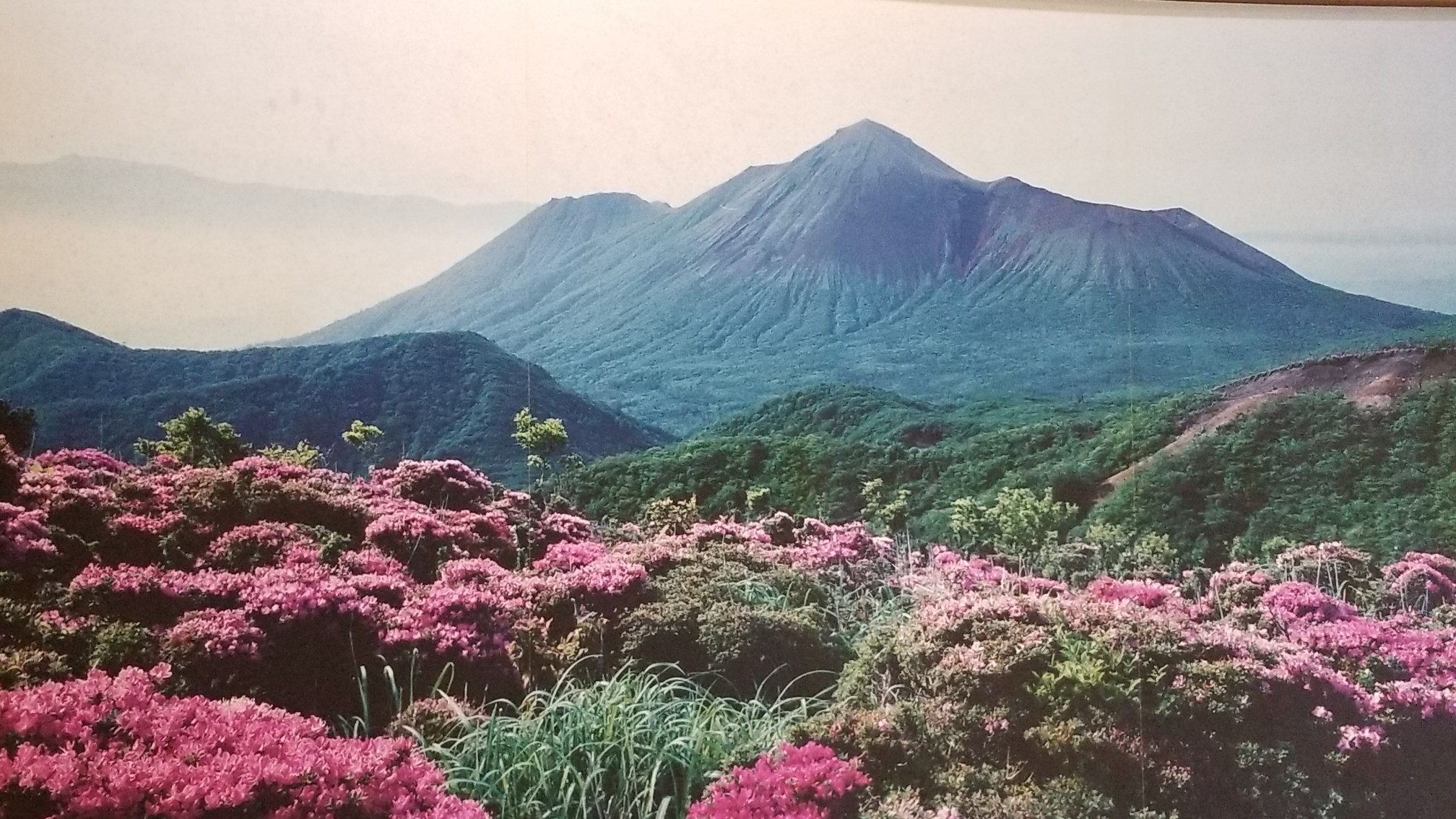 鹿ヶ原 中岳ミヤマキリシマめぐり 2020 05 23 和さんの霧島山 韓国岳 高千穂峰 夷守岳 烏帽子岳の活動データ Yamap ヤマップ