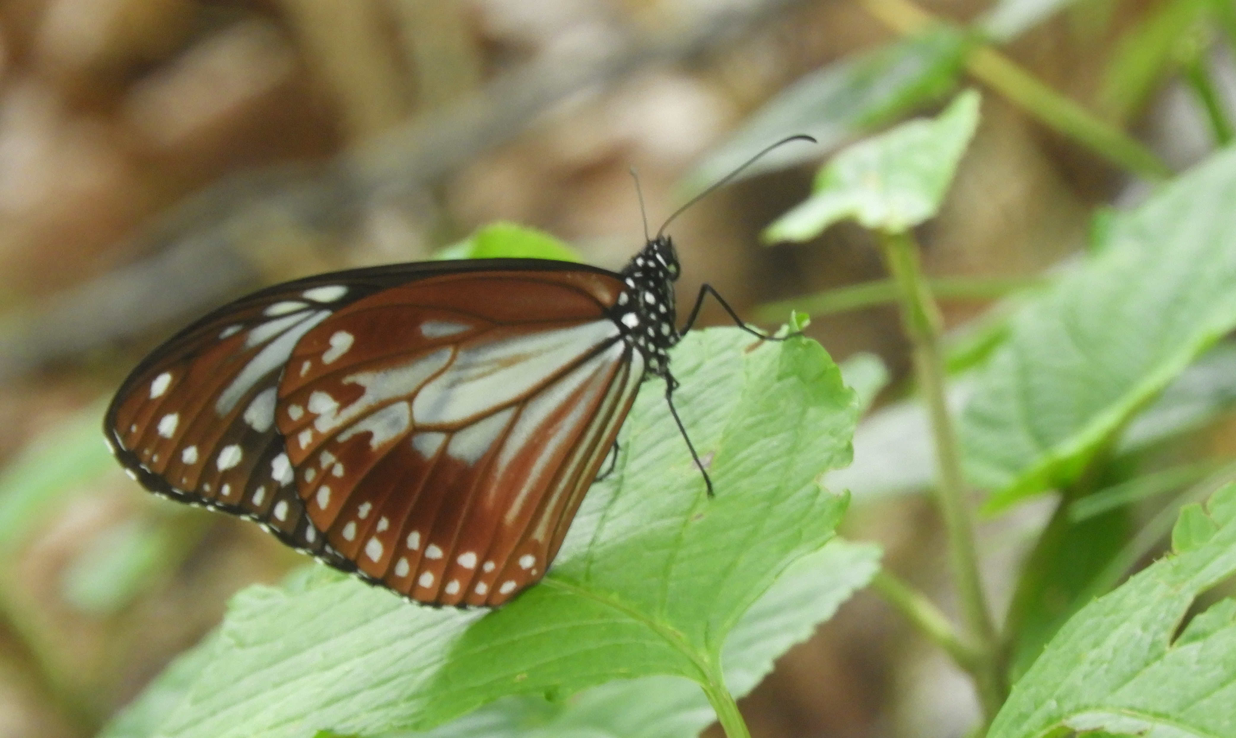 船形山（御所山）・泉ヶ岳・蛇ヶ岳 ゆっくりあわてず涼みながら下りました
