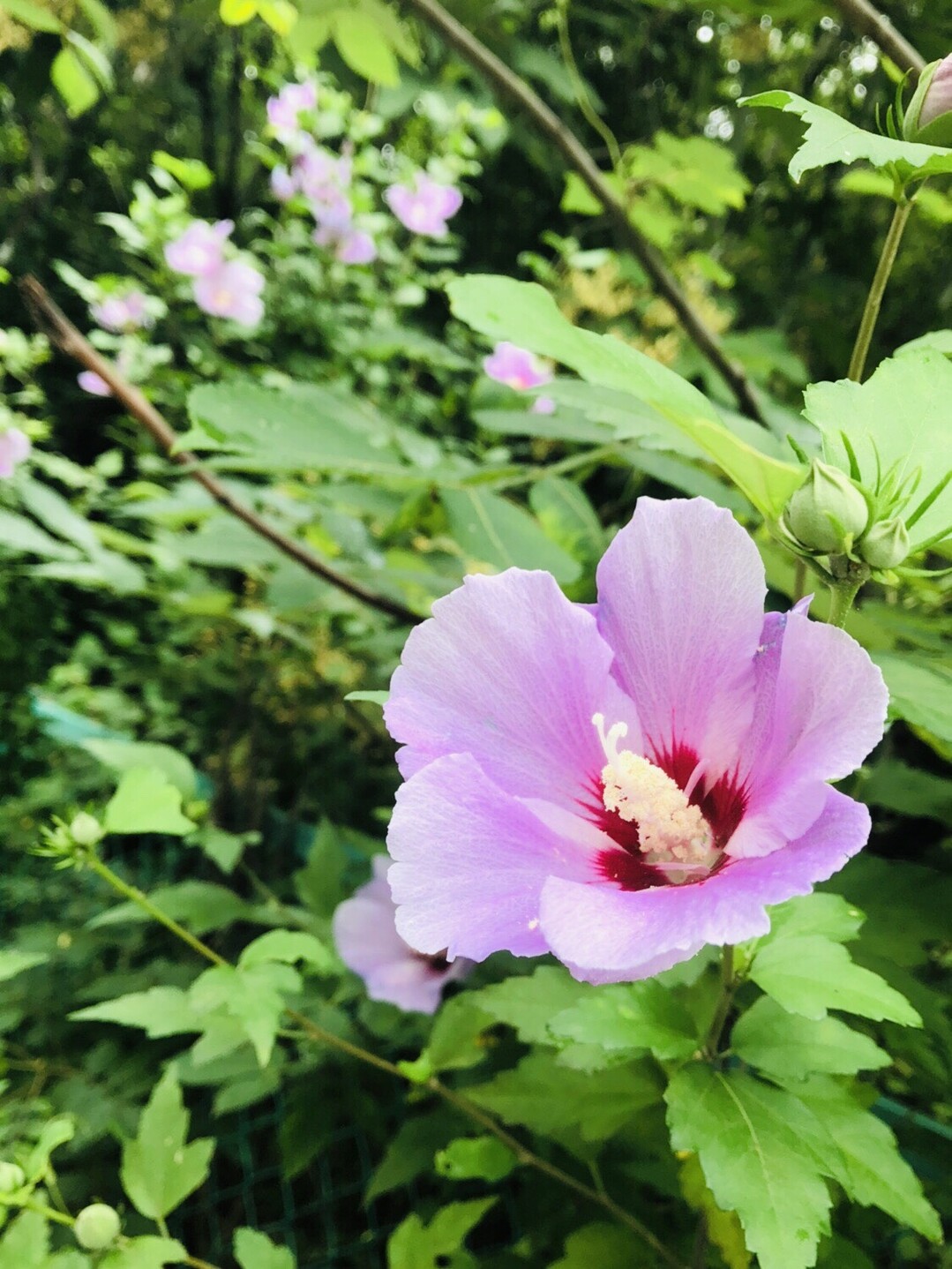 ポンポン山系花詣 7月 Moistened Refreshing Season やまたいらさんのポンポン山 釈迦岳 小塩山 若山の活動日記 Yamap ヤマップ