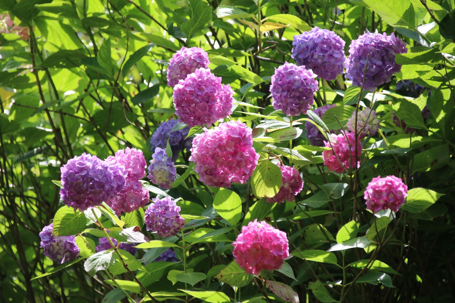 生駒山あじさい園 鬼取山 よしさんの生駒山 神津嶽 大原山の活動データ Yamap ヤマップ