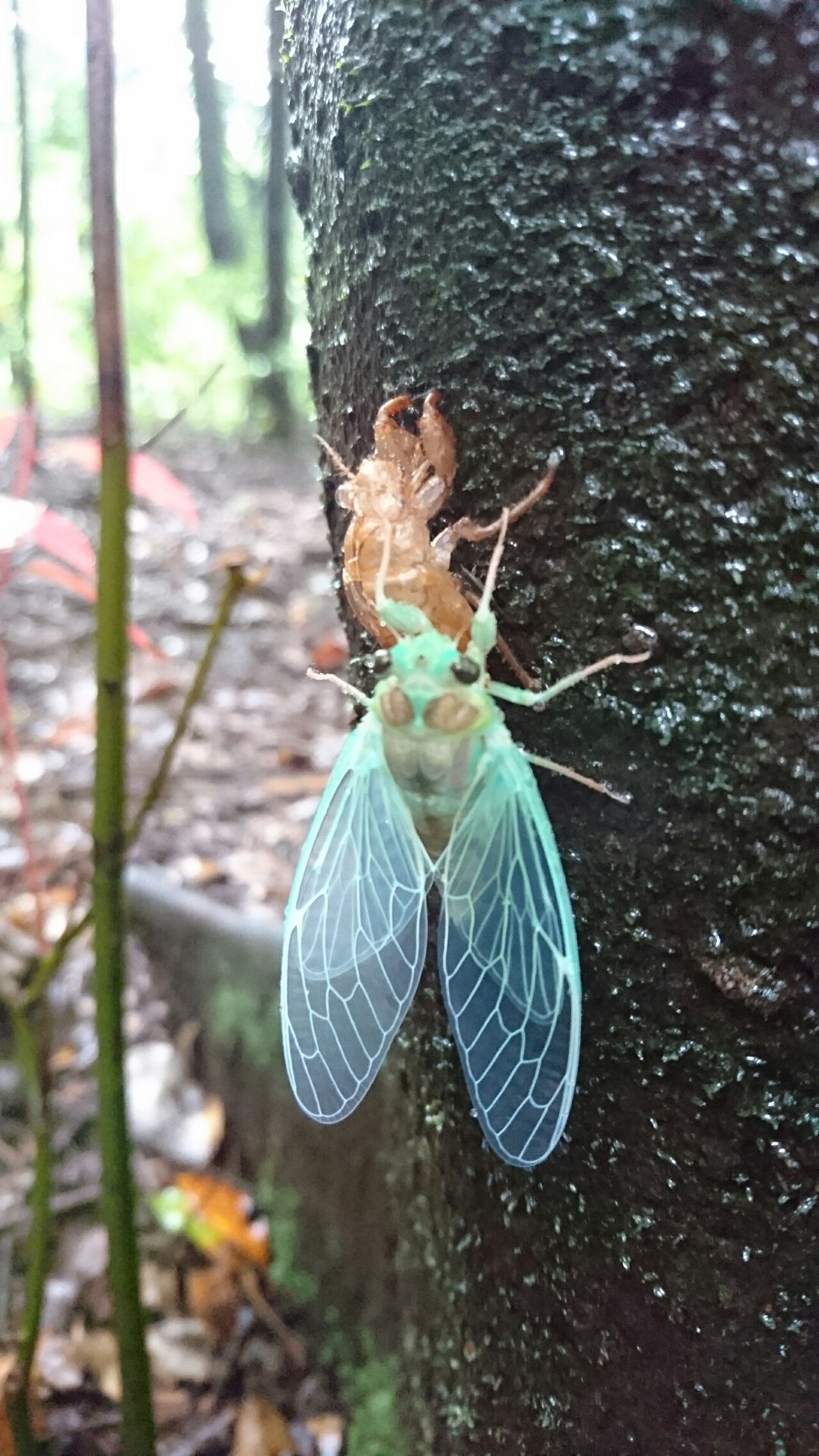 紫陽花ロード 雨の高千穂峰 天孫降臨コース みなとさんの霧島山 韓国岳 高千穂峰 夷守岳 烏帽子岳の活動日記 Yamap ヤマップ