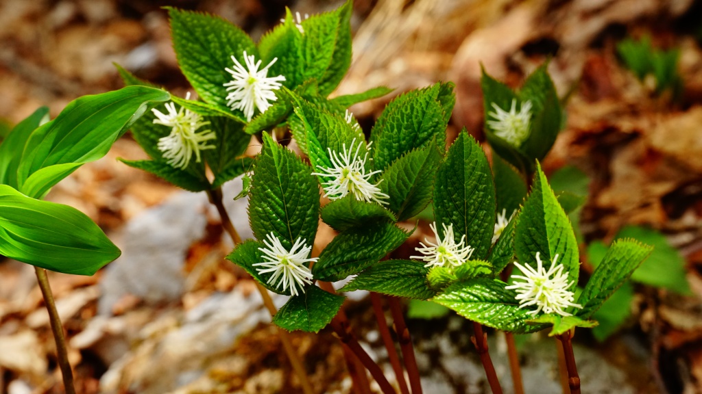 青海黒姫山 Debunekoyamaさんの黒姫山 青海黒姫山 の活動日記 Yamap ヤマップ