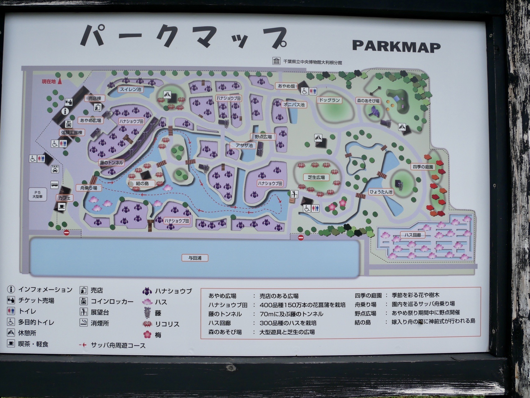 梅雨の晴れ間に水郷佐原あやめパークでハス鑑賞 三人息子のママさんのウォーキングの活動日記 Yamap ヤマップ