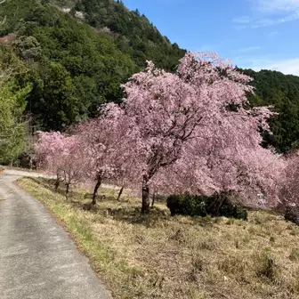 下山後の桜は心に染みますね。
