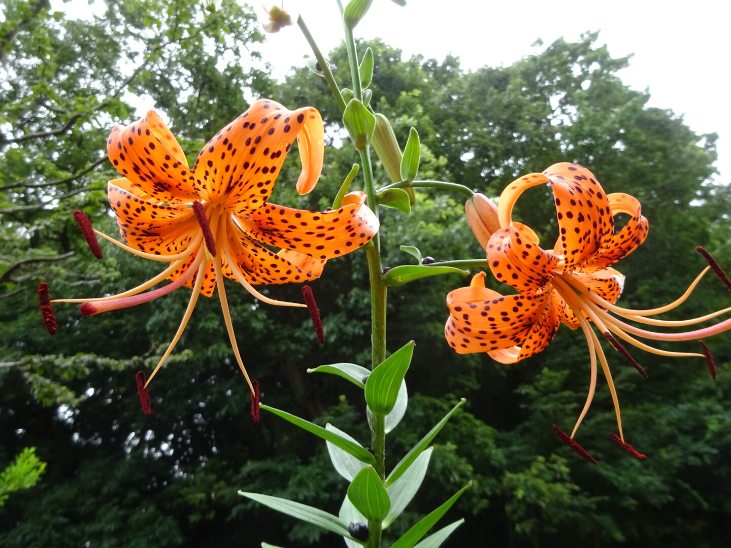 梅雨 霊園から森林公園へ ずおずおむさんの国分寺市の活動日記 Yamap ヤマップ