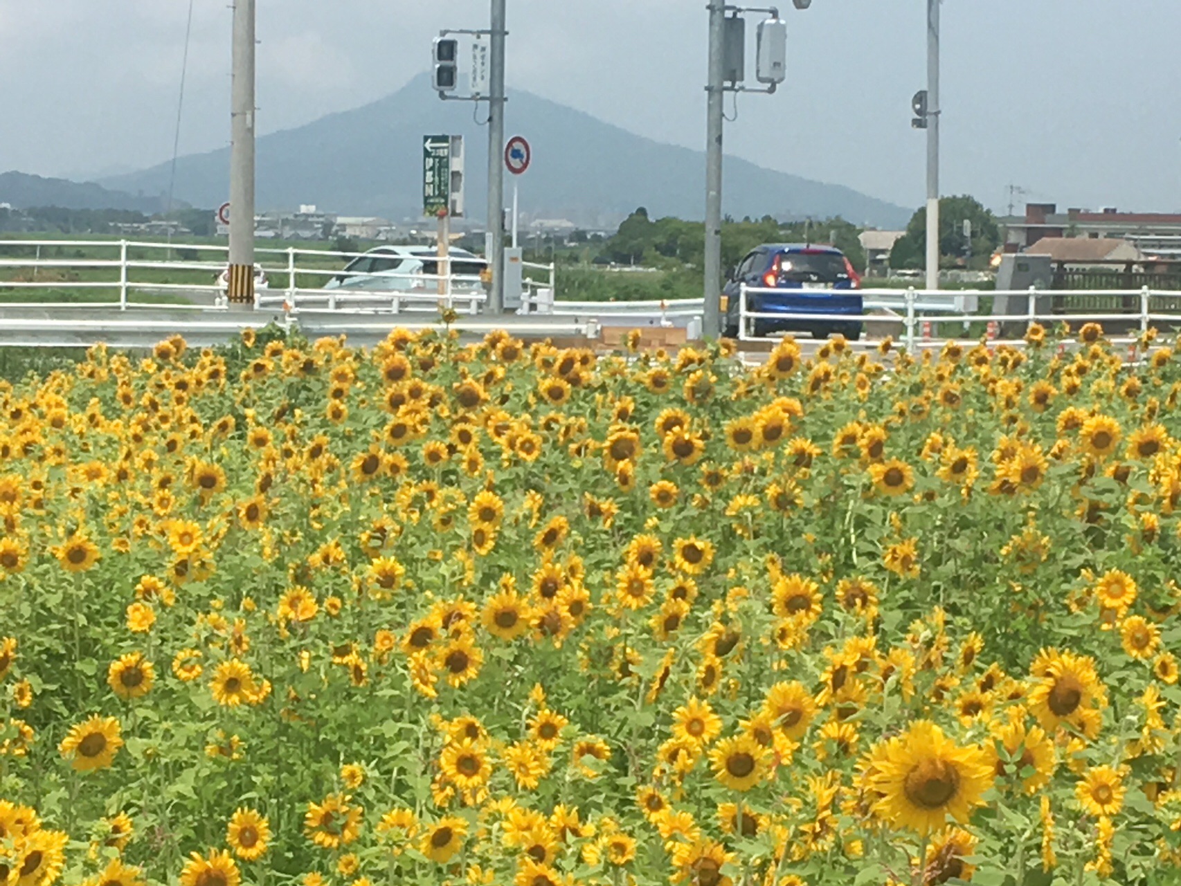柑子岳 初夏の散歩道 はるるさんの柑子岳 天ヶ岳の活動日記 Yamap ヤマップ