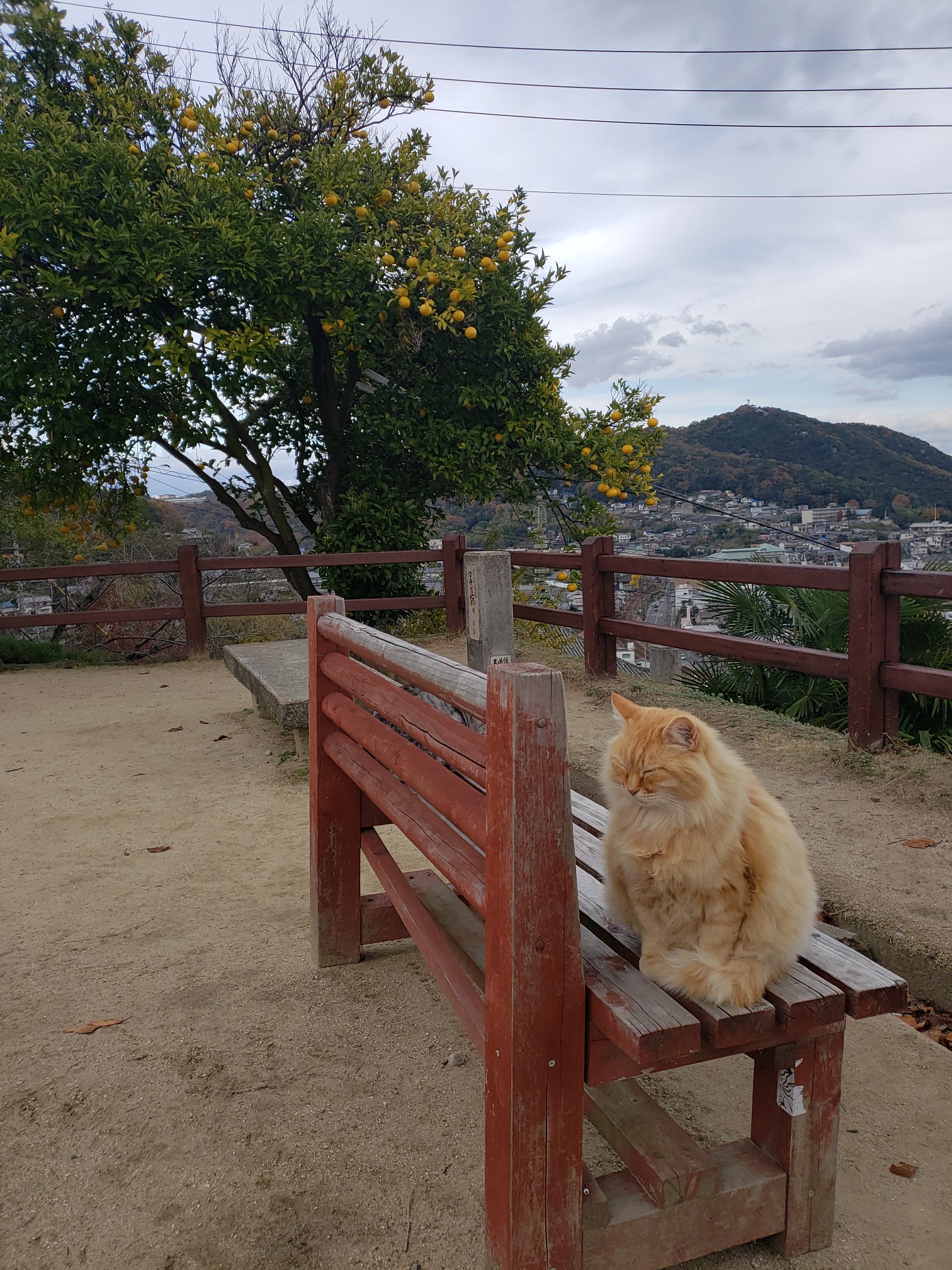 ふらっと千光寺 鎖のぼりさんぽ Yasky43さんの尾道市の活動データ Yamap ヤマップ