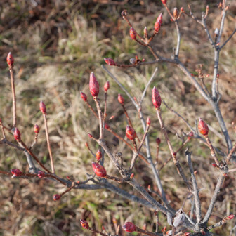 これは何でしょうか。春に向けてもうつぼみが準備されてるの？