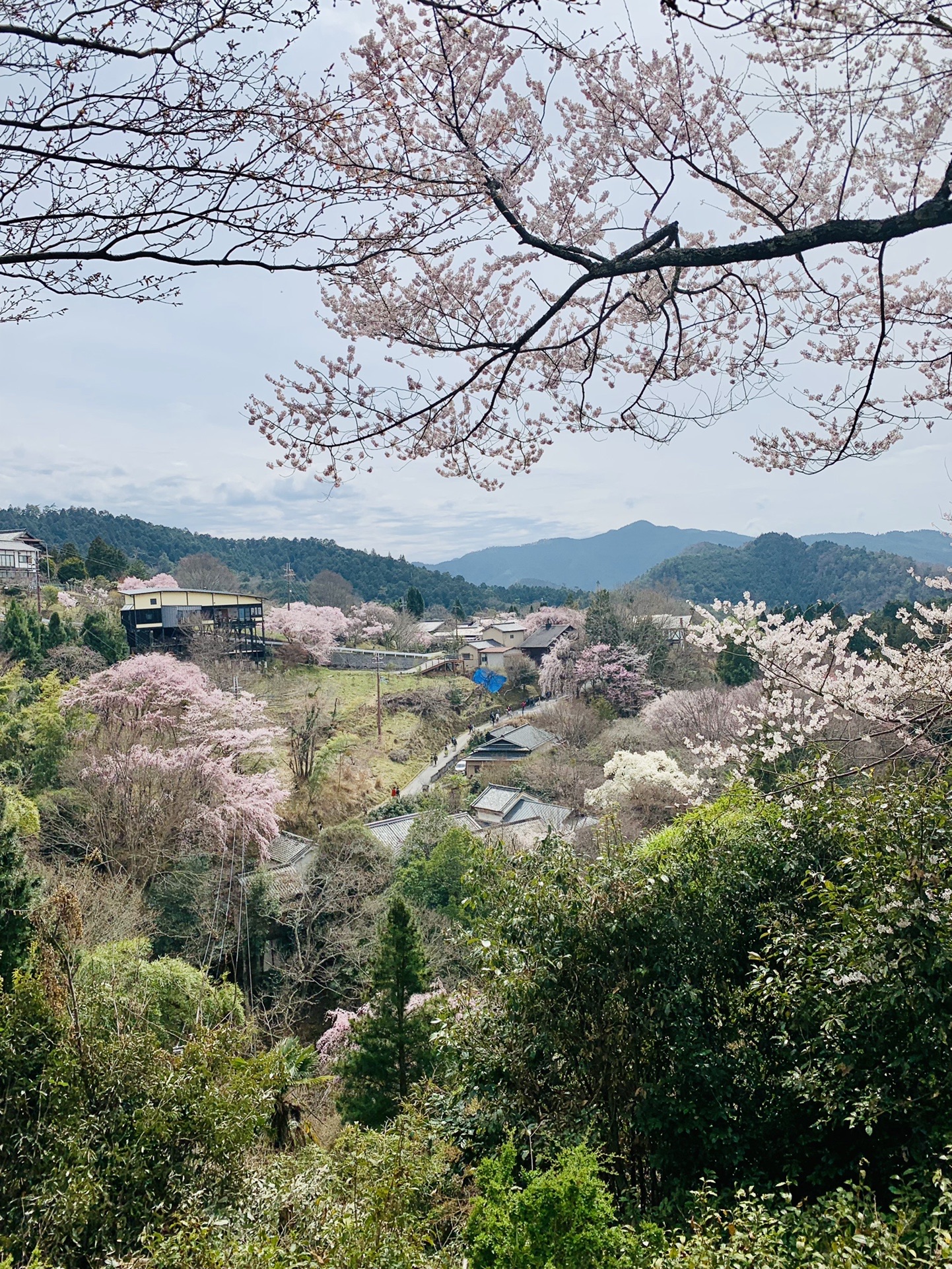 吉野山 綺麗 奥千本の桜はまだ先かな じゅんさんの吉野山 青根ヶ峰 百貝岳の活動データ Yamap ヤマップ