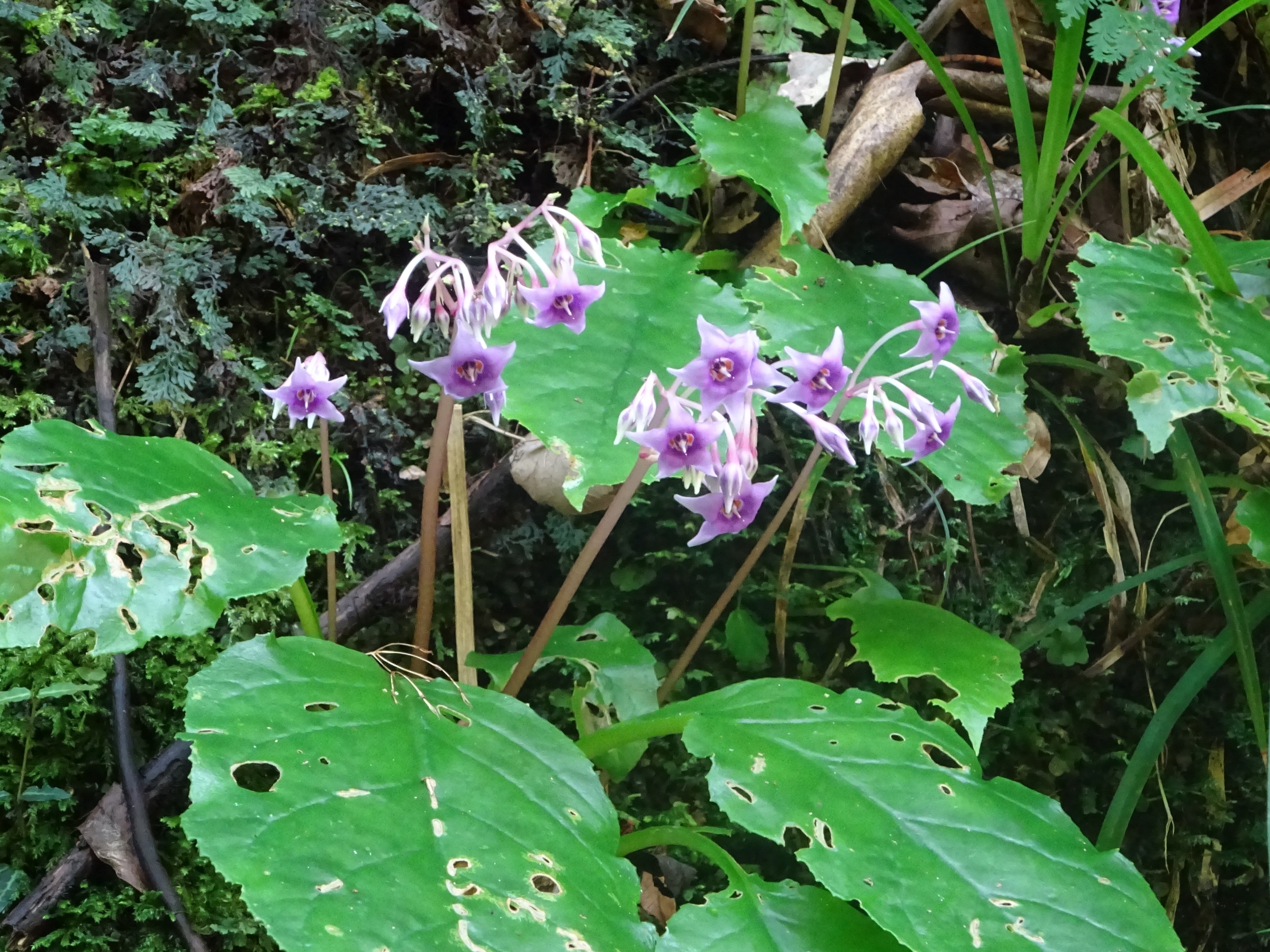 赤目四十八滝 イワタバコ満開 ヒロさんの長坂山 赤目四十八滝の活動データ Yamap ヤマップ