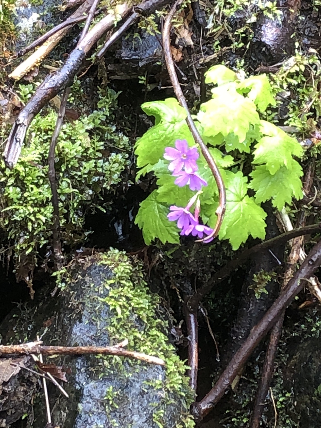 全てはガスのなか それでもいいさ 鷲別岳 室蘭岳 奥カムイヌプリ カムイヌプリ いなかおっさんさんの鷲別岳 室蘭岳 カムイヌプリの活動データ Yamap ヤマップ