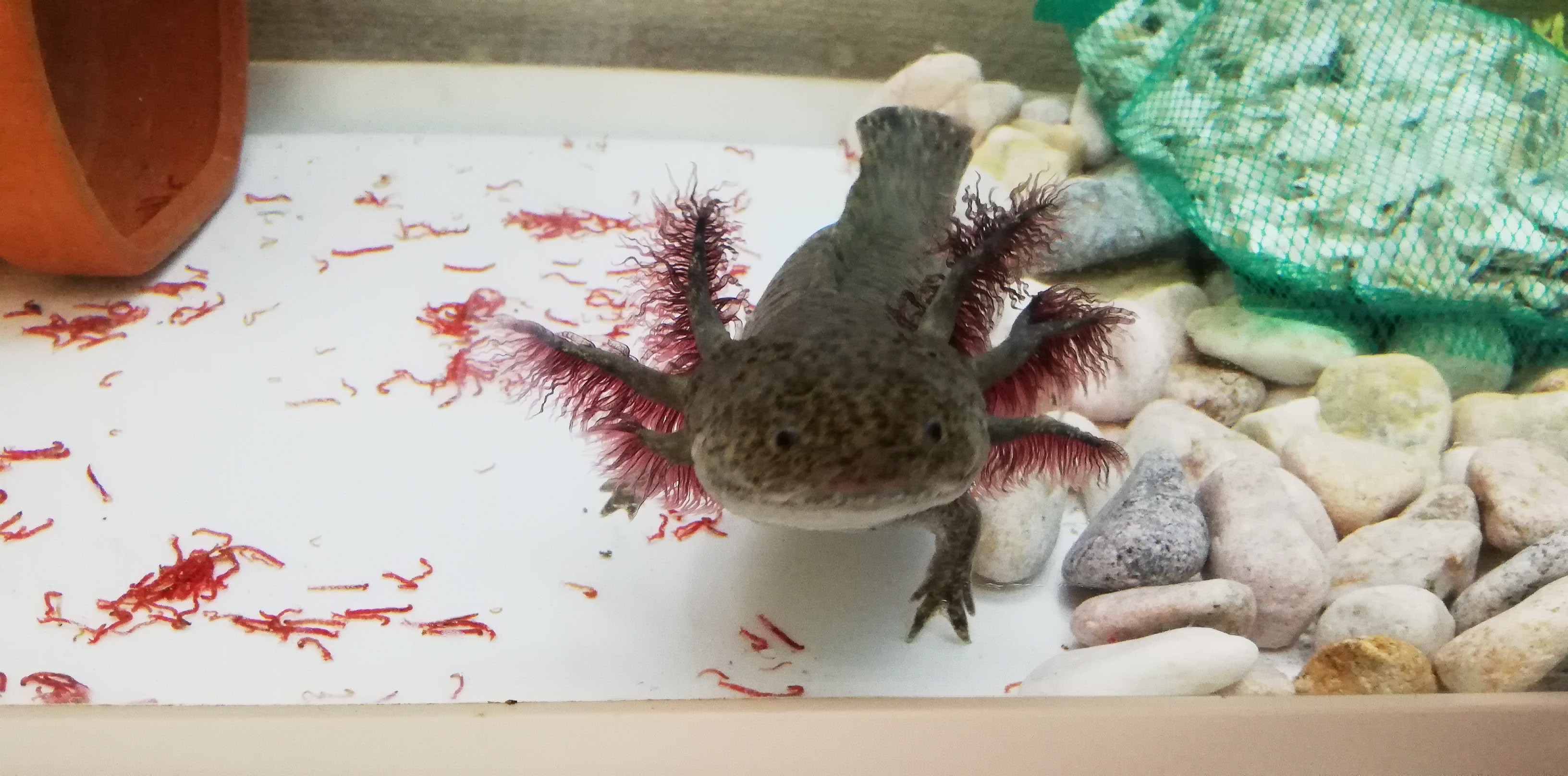 7 23 自宅にて まさやんさんのウォーキングの活動日記 Yamap ヤマップ