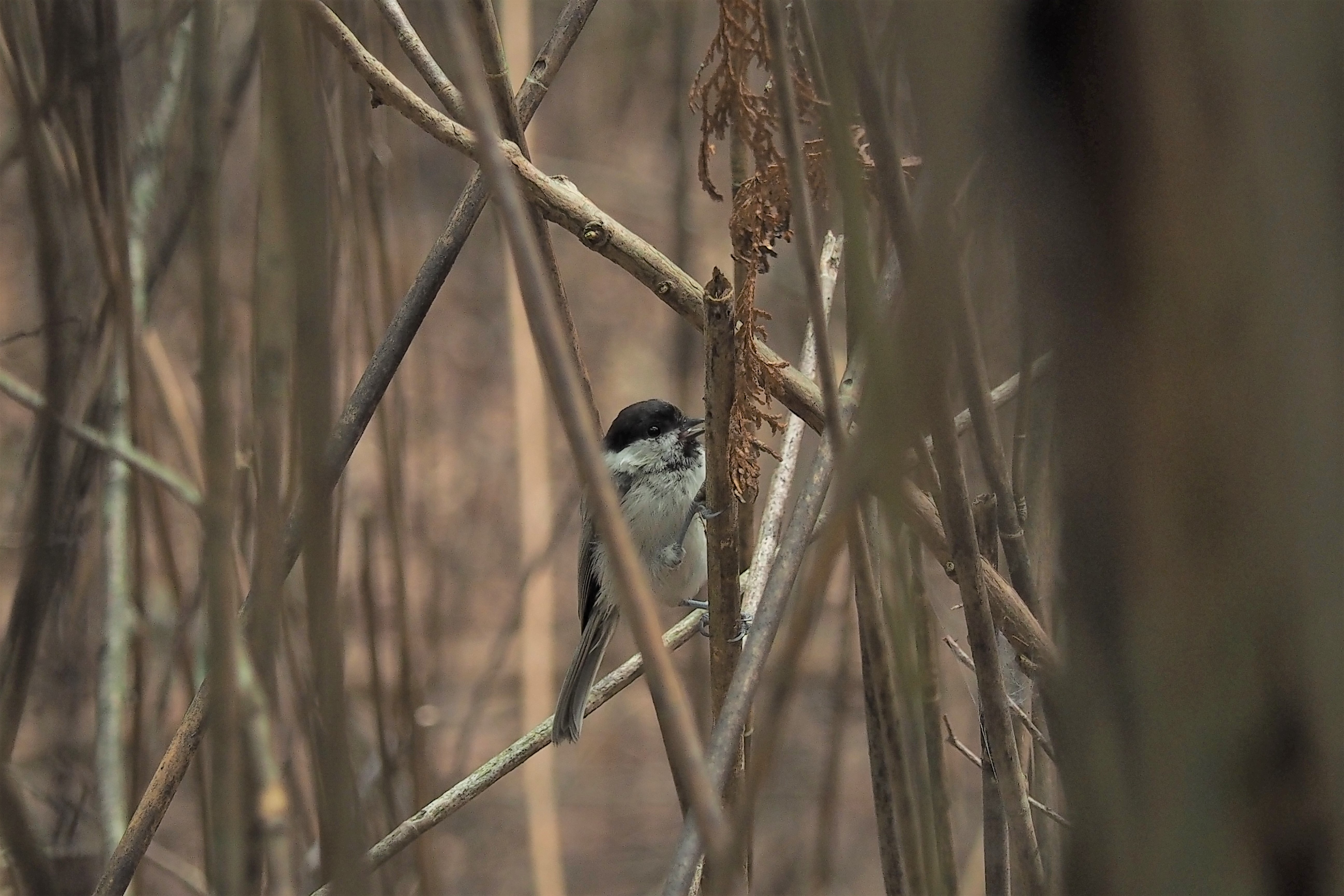 久しぶりの登山 選んだ場所は寧比曽岳 Gamaさんの寧比曽岳 筈ヶ岳 出来山の活動日記 Yamap ヤマップ