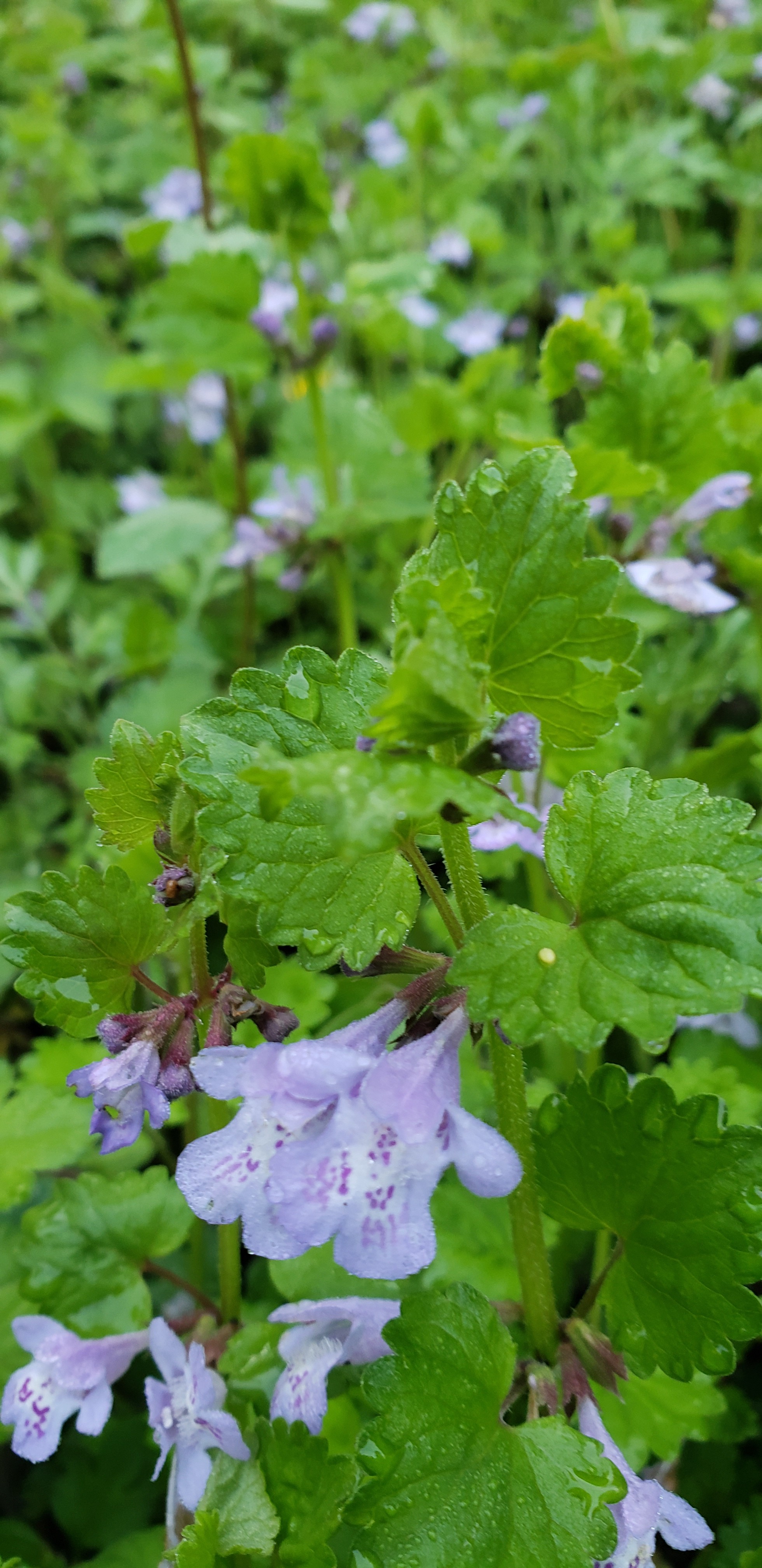 999 号で行く十種ヶ峰 19 05 02 こうちゃんさんの十種ヶ峰の活動日記 Yamap ヤマップ