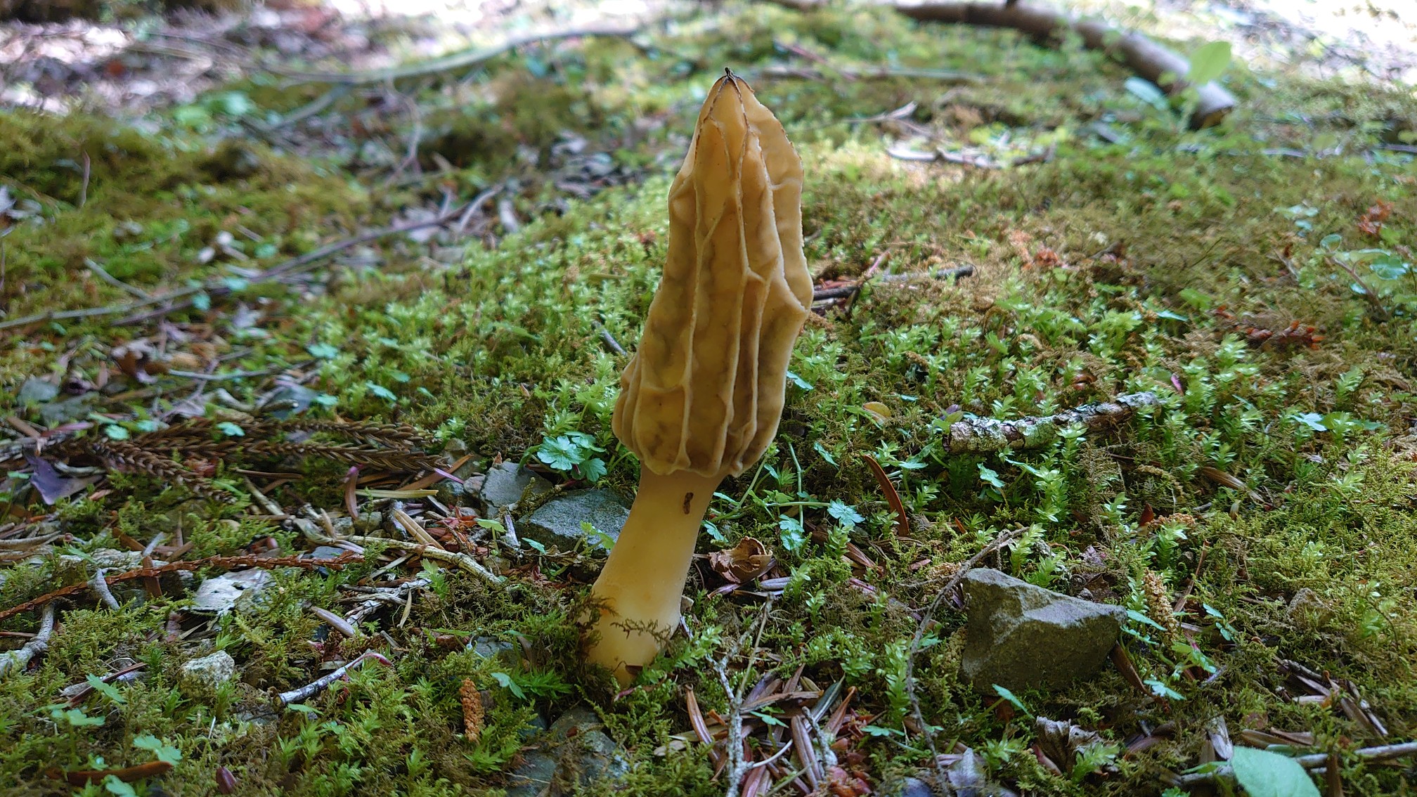 白崖 三本杭 雪輪沢 滑床 サマーさんの三本杭 鬼ヶ城山 高月山の活動データ Yamap ヤマップ