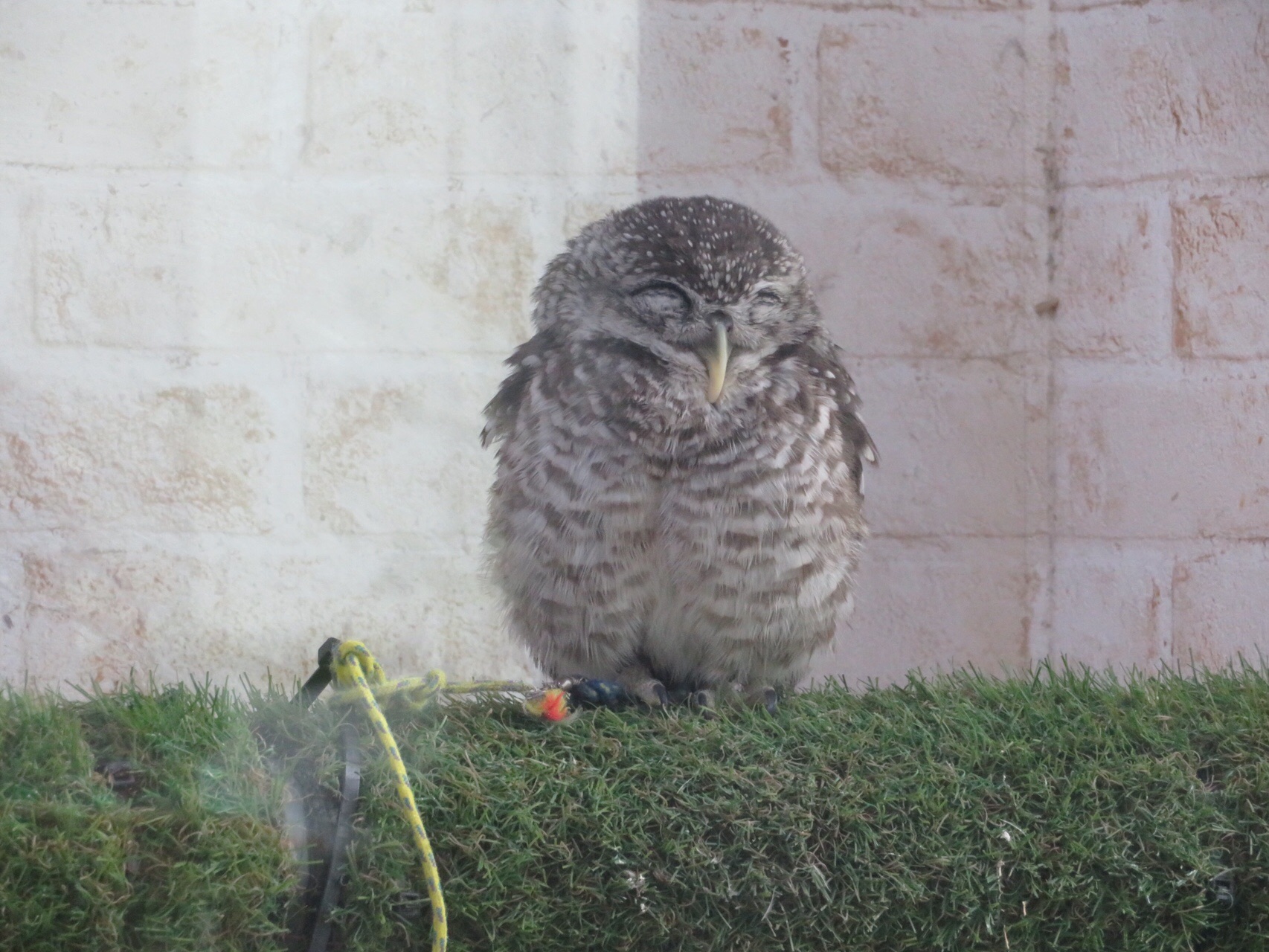 番外編 フクロウカフェ巡り Kazhiroさんの札幌市の活動日記 Yamap ヤマップ