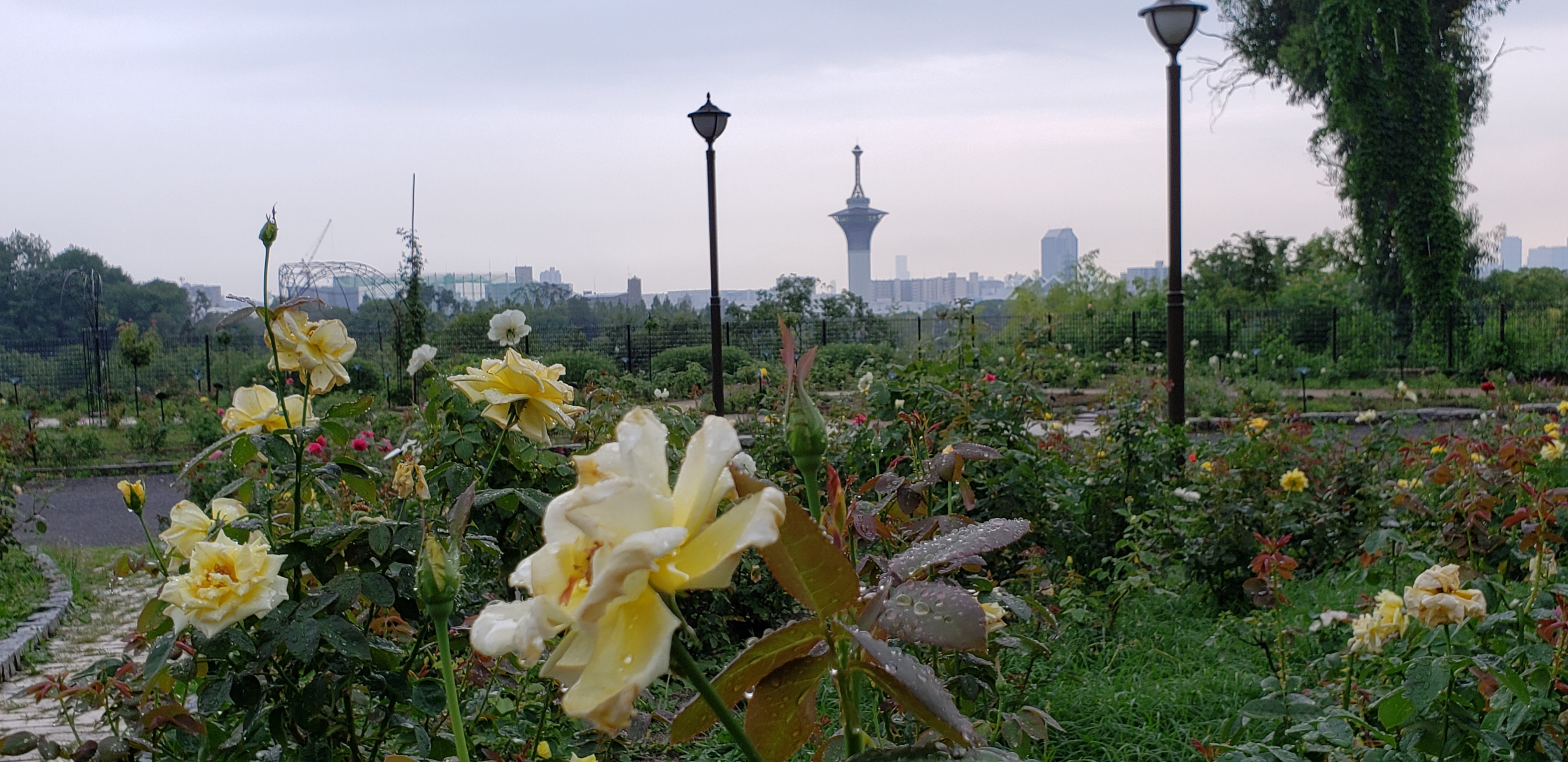 鶴見緑地散策 For咲くやこの花館 鶴見新山 ラスカル ネロさんの大阪市の活動日記 Yamap ヤマップ