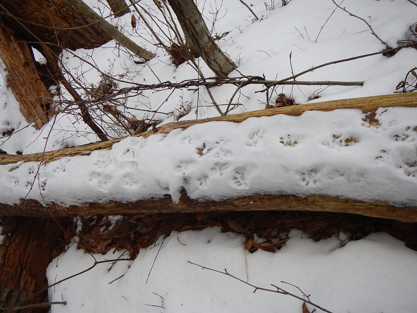 舘ノ山（木幡山に続く稜線を途中まで周回）（福島県川俣町） / komaQさんの木幡山・羽山の活動データ YAMAP / ヤマップ