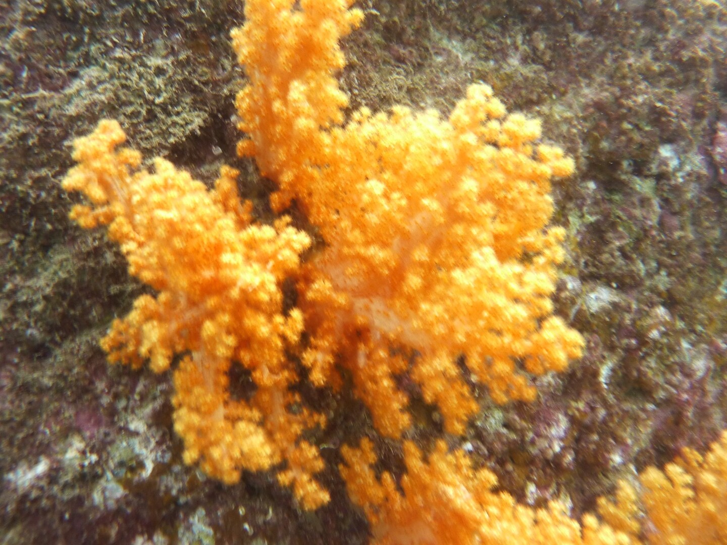 海っp 牛深海中公園 09 27 たかさんの下島 天草諸島 南エリア 権現山の活動日記 Yamap ヤマップ