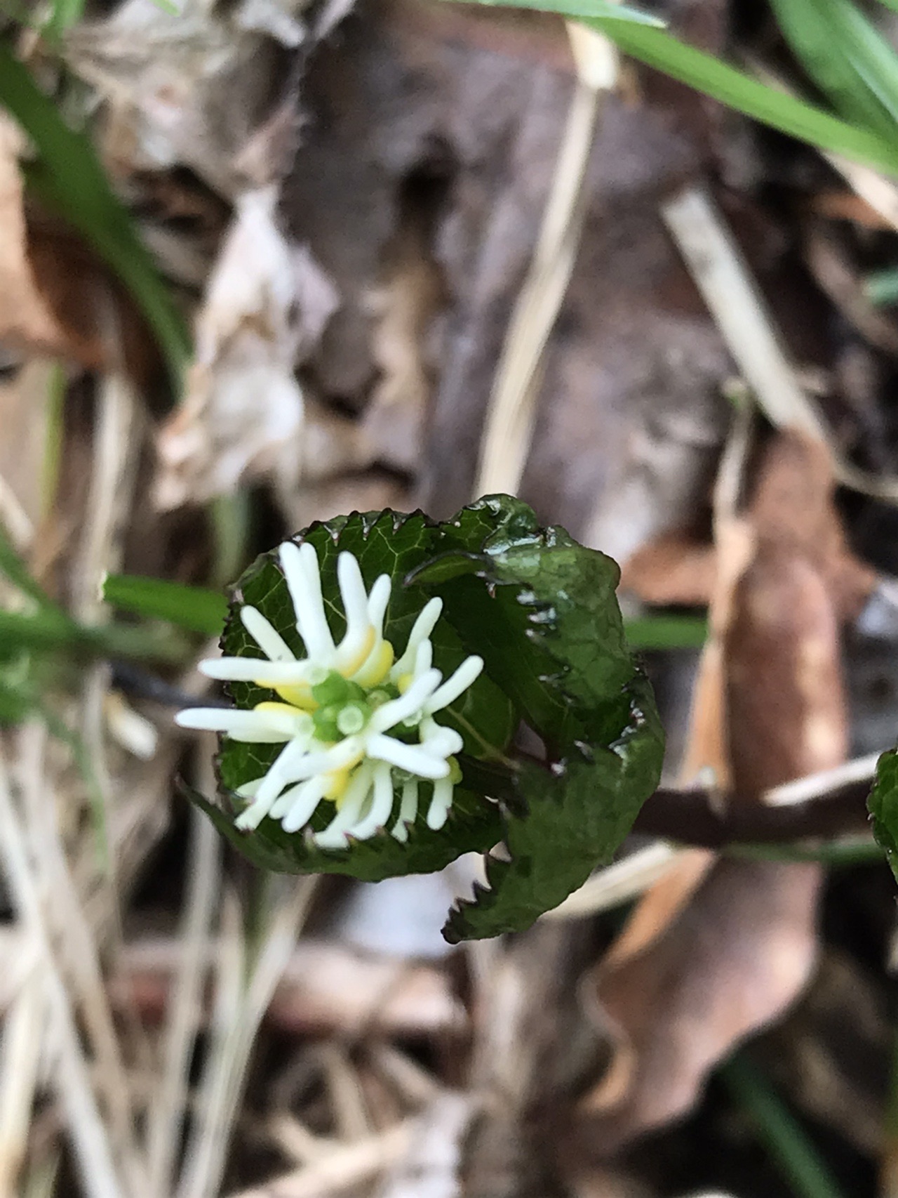 雲仙 花 さんぽ 04 21 はっぴいえんどさんの雲仙岳 普賢岳 絹笠山の活動日記 Yamap ヤマップ