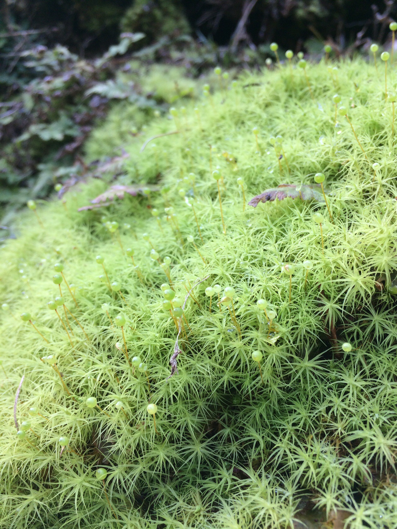 ポンポン山 大原野森林公園から反時計回り 2020 03 18 ともさんのポンポン山 京都府 釈迦岳 小塩山の活動データ Yamap ヤマップ