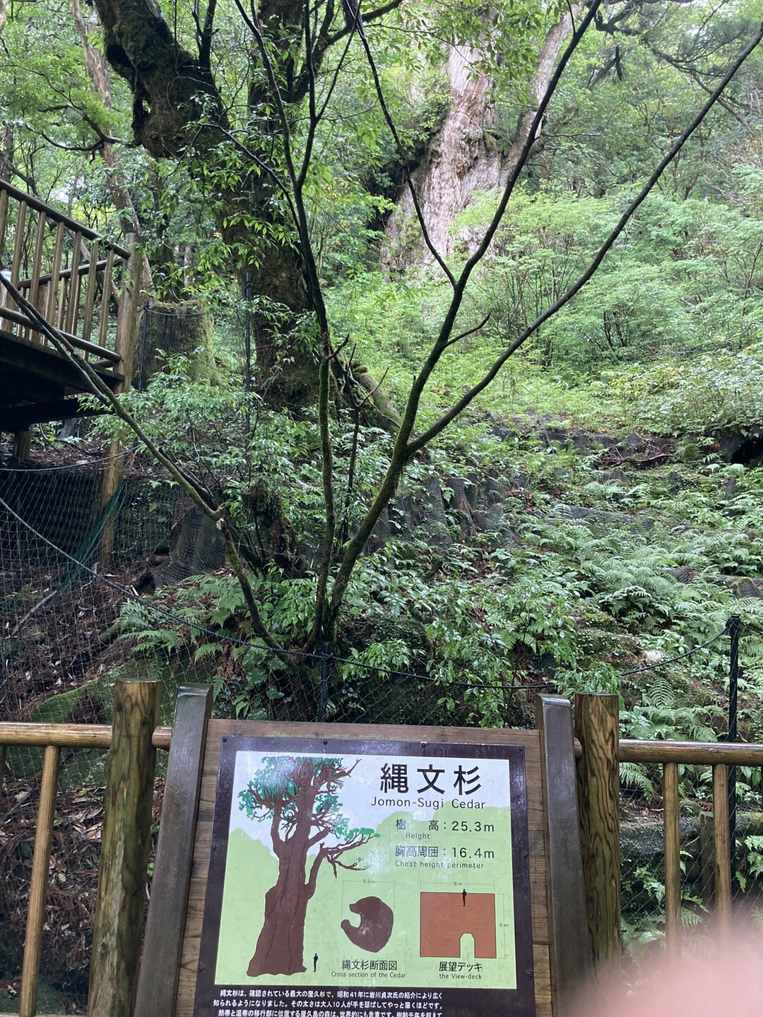 念願の九州最高峰 宮之浦岳と屋久杉 / くっさんさんの屋久島・宮之浦岳の活動データ YAMAP / ヤマップ
