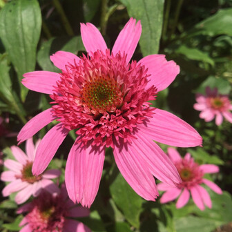 echinacea