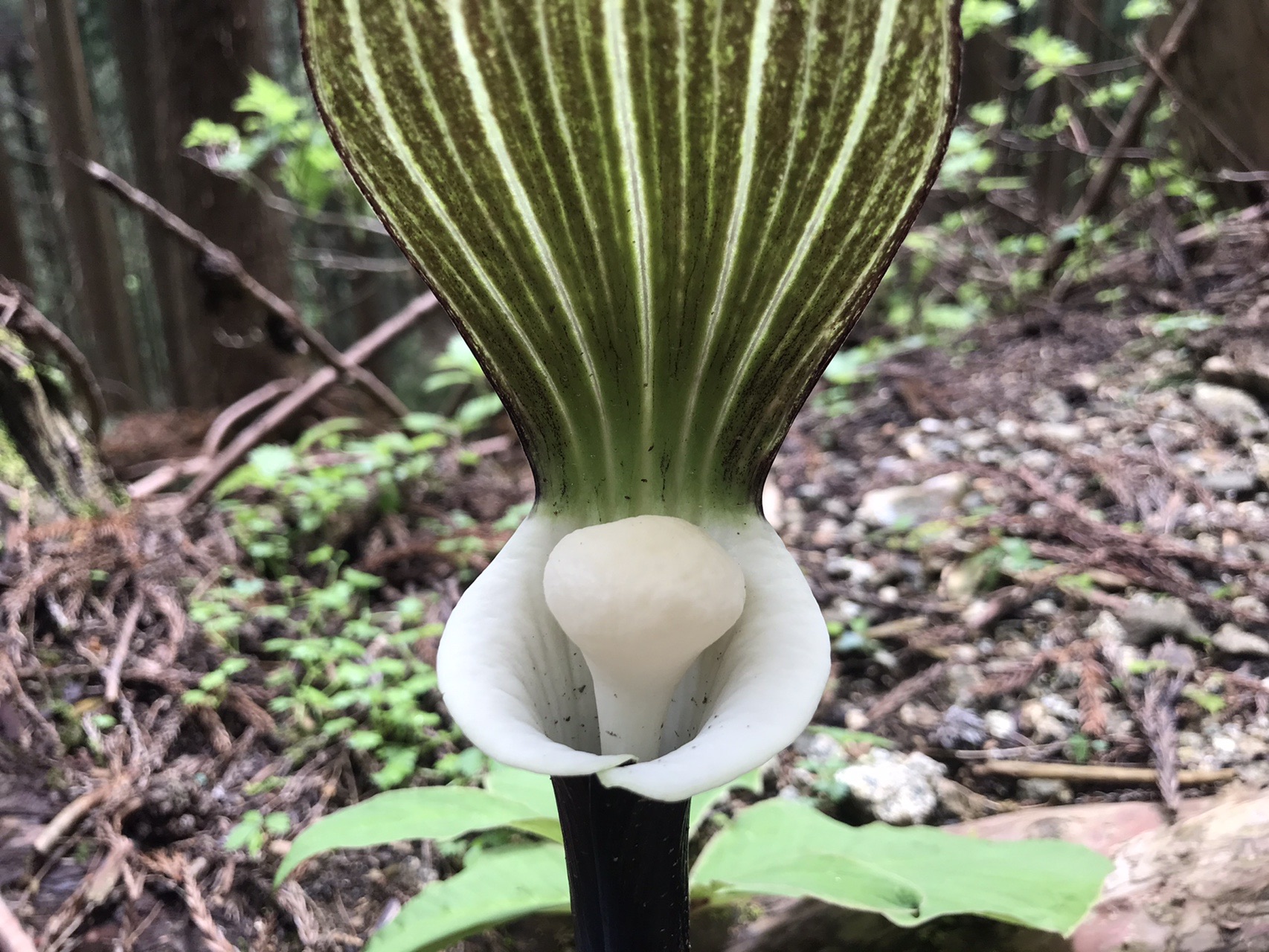 ユキモチソウを観るための三峰山 平倉峰 奈良県御杖村 05 23 草川 哲也 てっぽしから本名へ さんの三峰山 学能堂山の活動日記 Yamap ヤマップ
