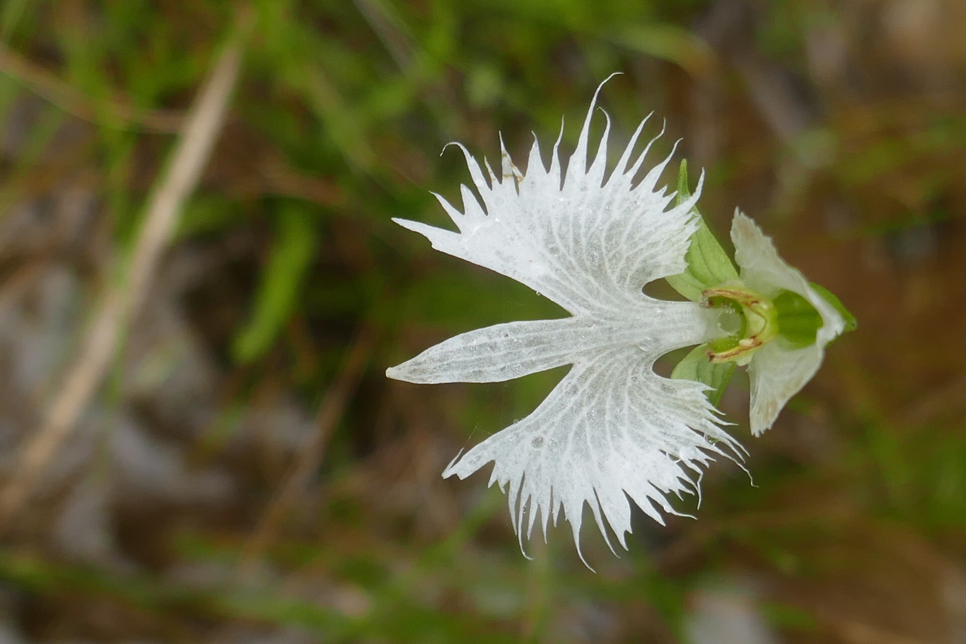 19 08 滋賀鏡山 サギソウ カンリさんの三上山 鏡山の活動データ Yamap ヤマップ