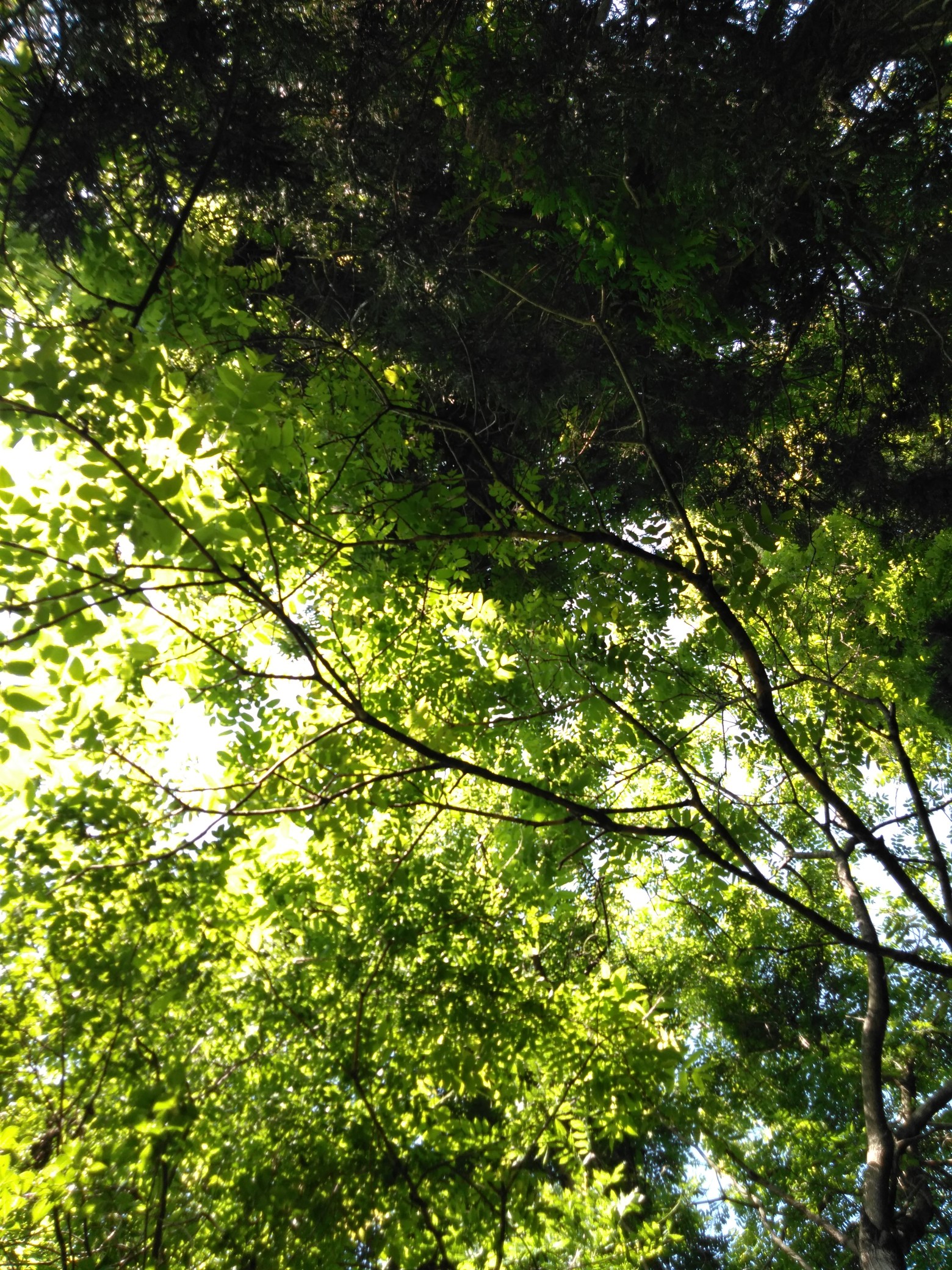 角田山湯の腰コース 稲島コース 仁箇堤 だんご虫さんの角田山の活動日記 Yamap ヤマップ