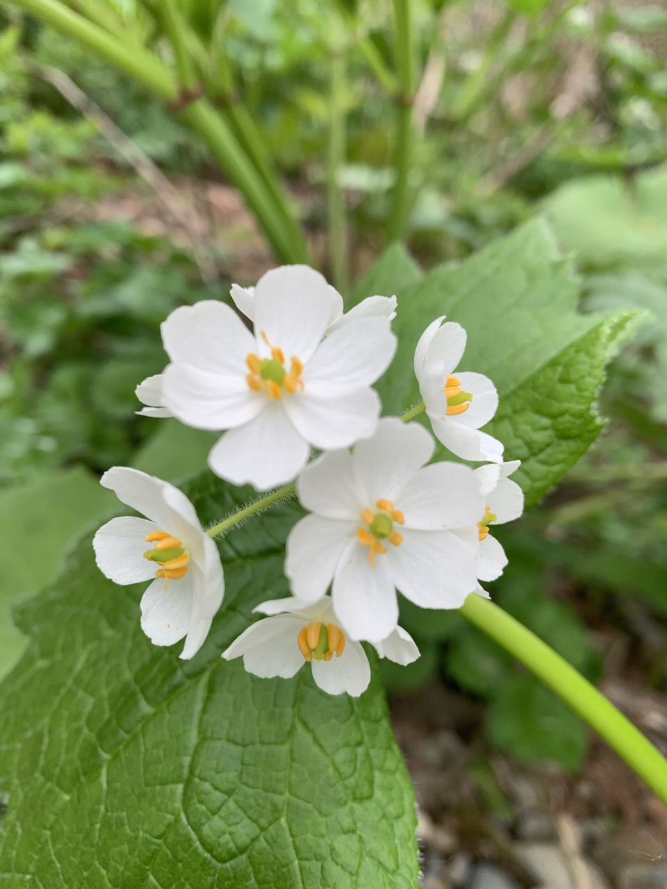 ここってワイハー 今どき死語かな なおちゃんさんの淡路島の活動データ Yamap ヤマップ