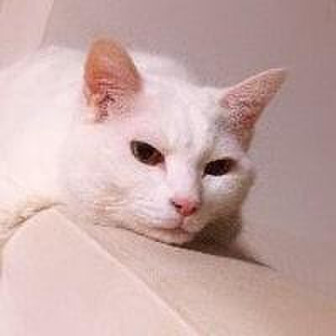 しん