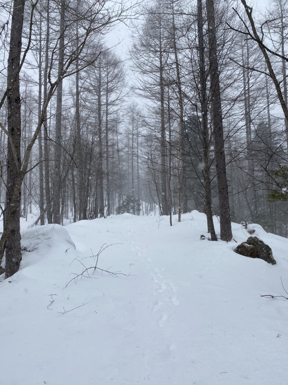 八ヶ岳 しらびそ小屋 21 02 17 みっちゃん さんの八ヶ岳 赤岳 硫黄岳 天狗岳 の活動データ Yamap ヤマップ