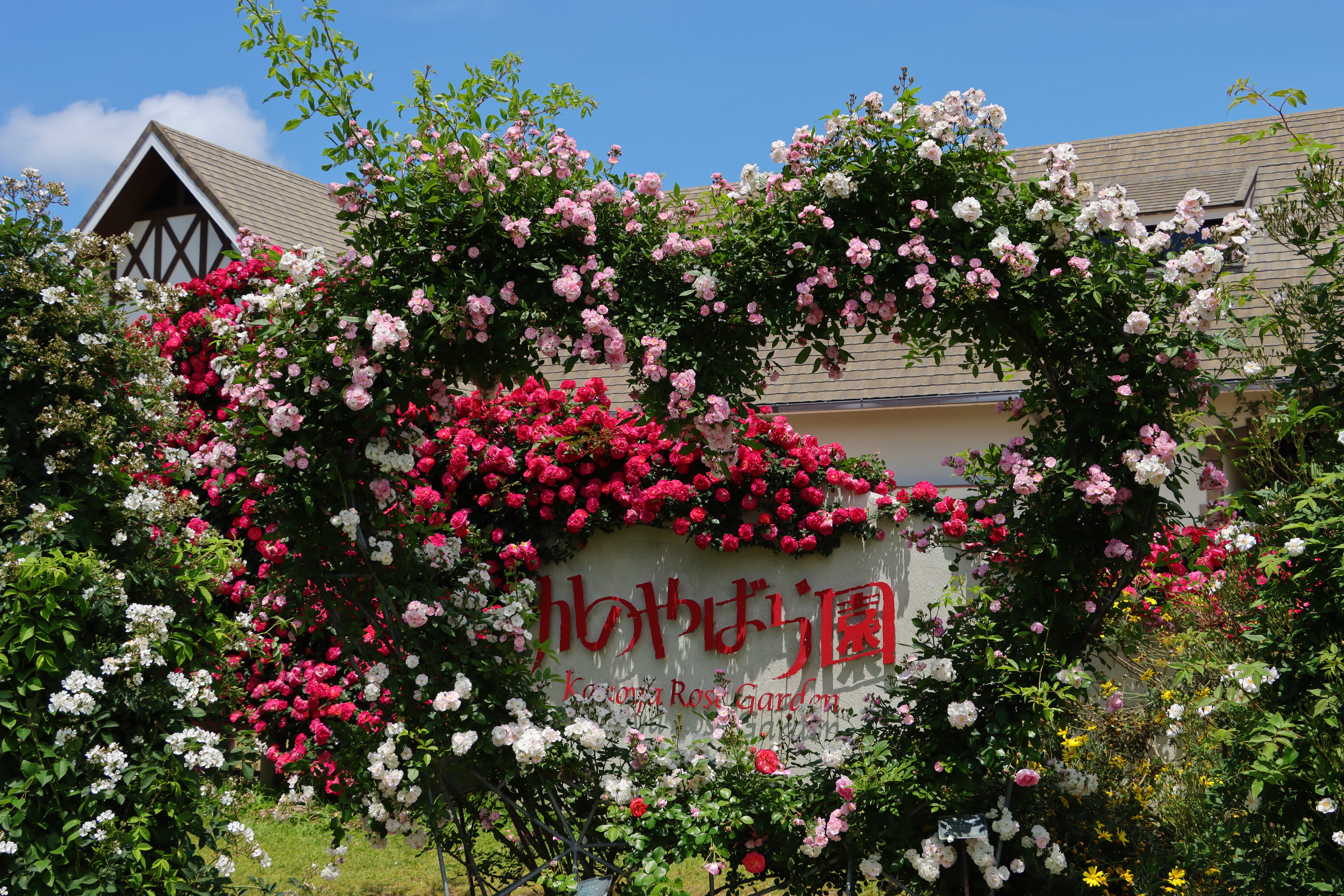 かのやばら園 鹿屋薔薇園 青空のバラ の満開期 令和四年 ２０２２年５月７日 Rikaさんの鹿屋市 南エリアの活動データ Yamap ヤマップ