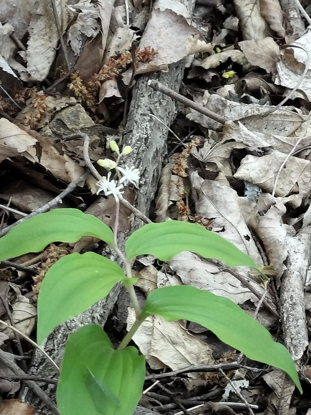 揖斐の山に / inojunさんの能郷白山の活動データ | YAMAP / ヤマップ